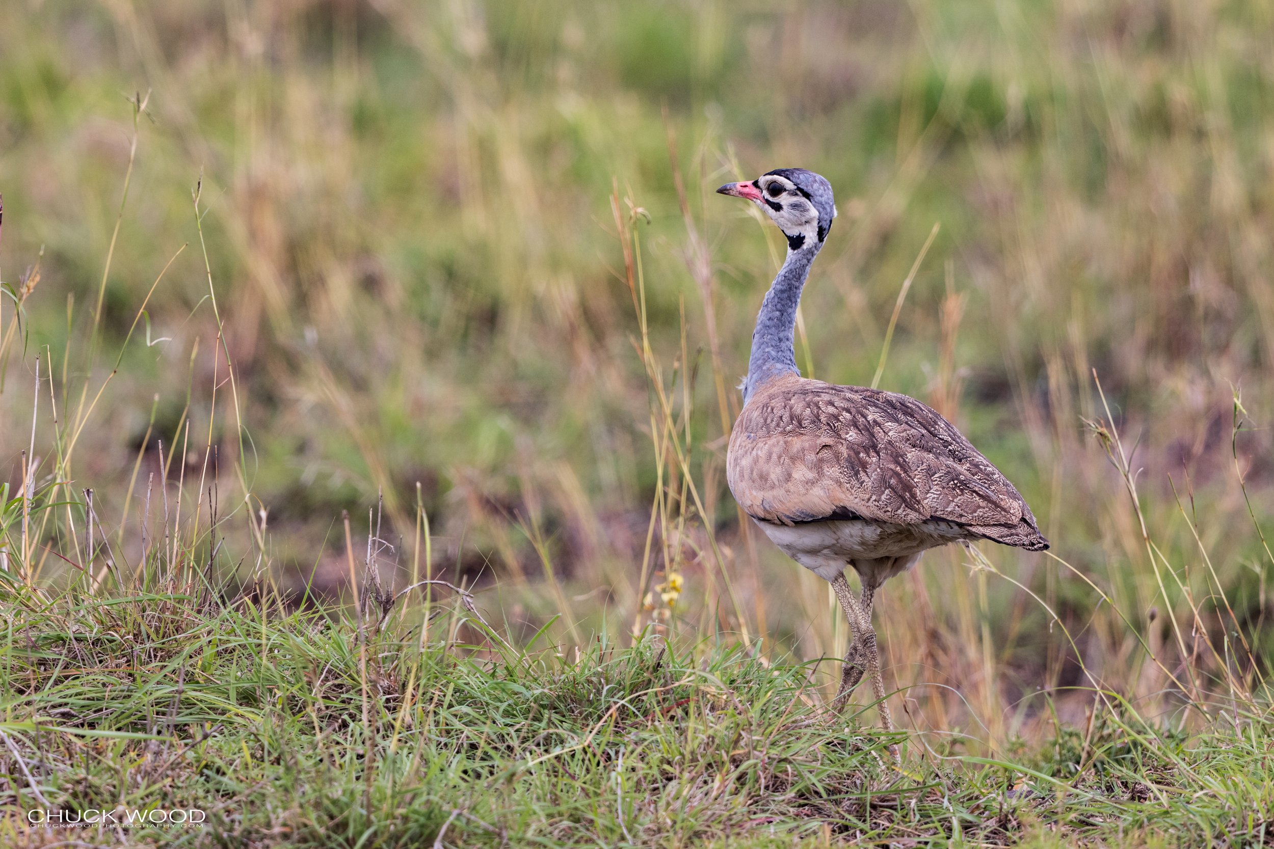  Serengeti, Tanzania 2021 
