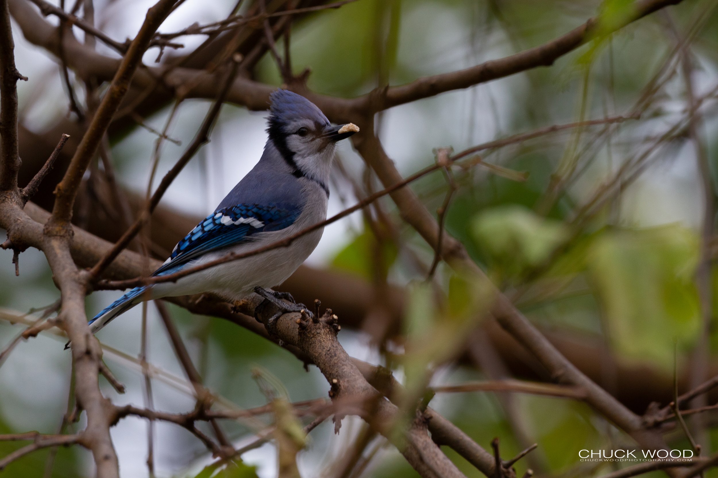  Central Park NYC, 2018 