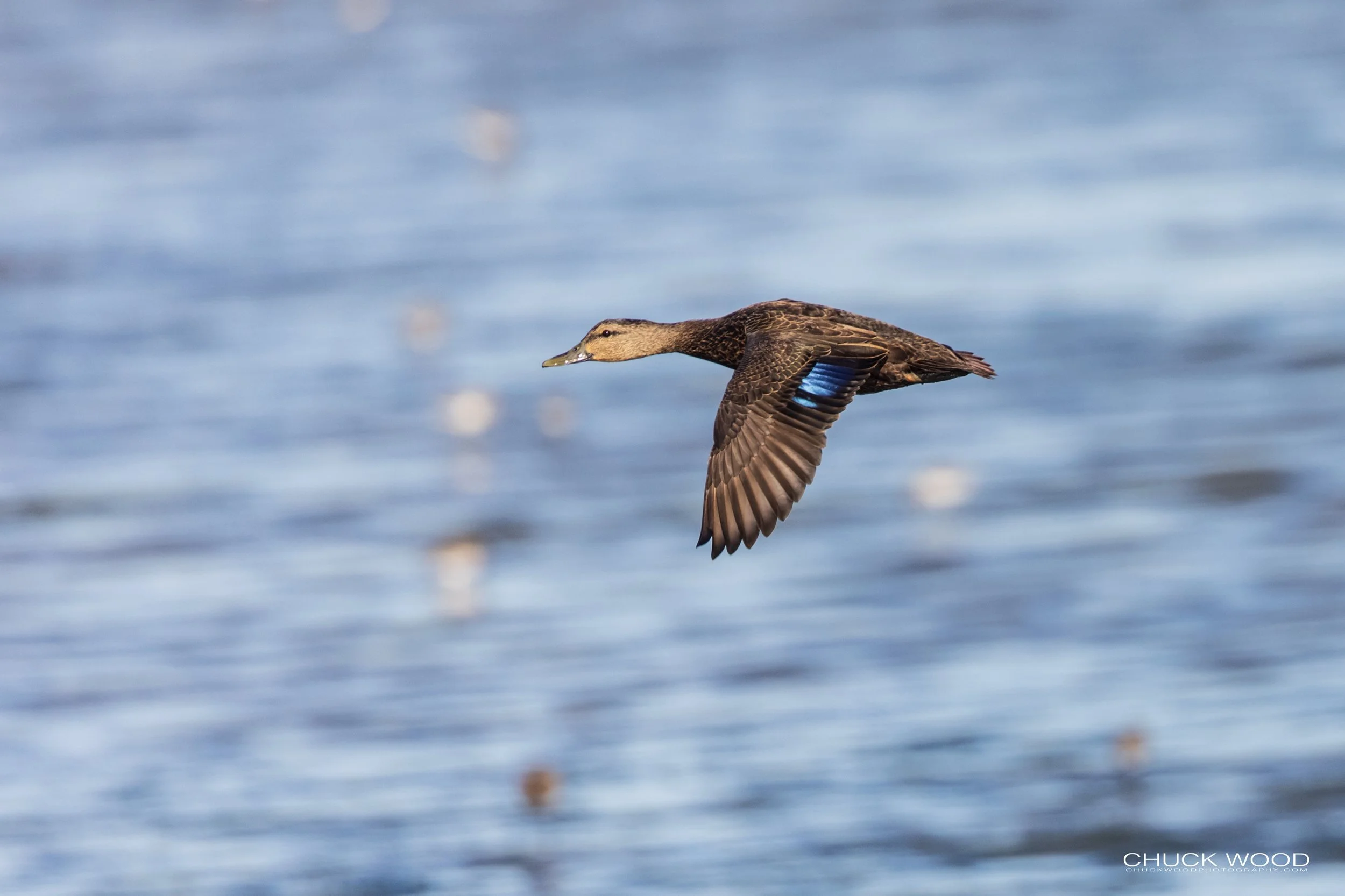  Forsythe NWR, NJ 2019 