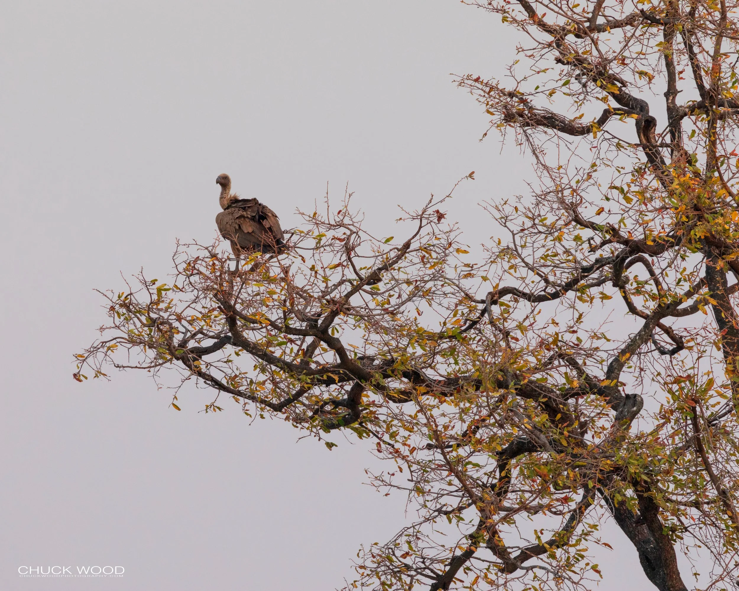  Hwange, Zimbabwe 2019 