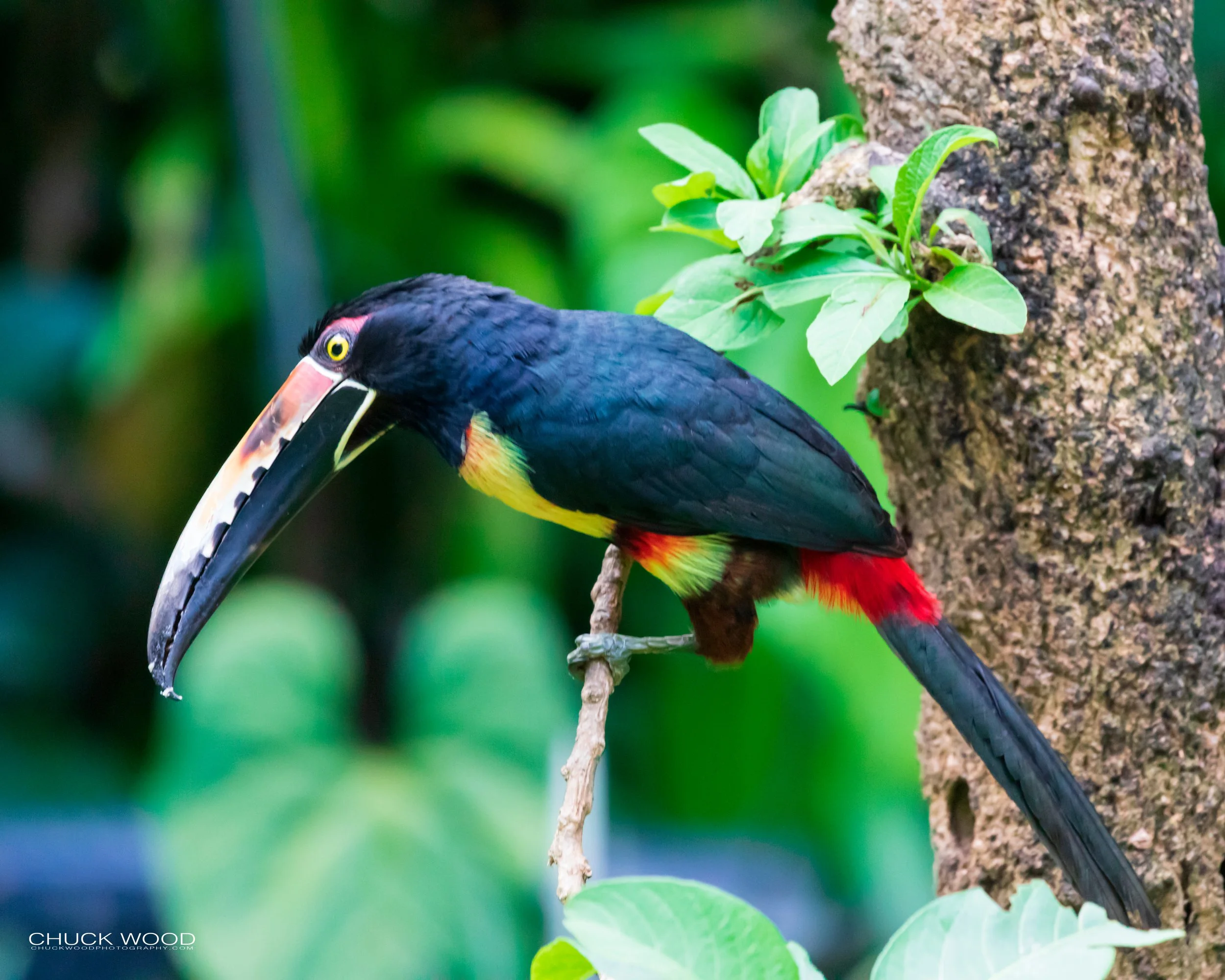  Rancho Naturalista, Costa Rica 2020 