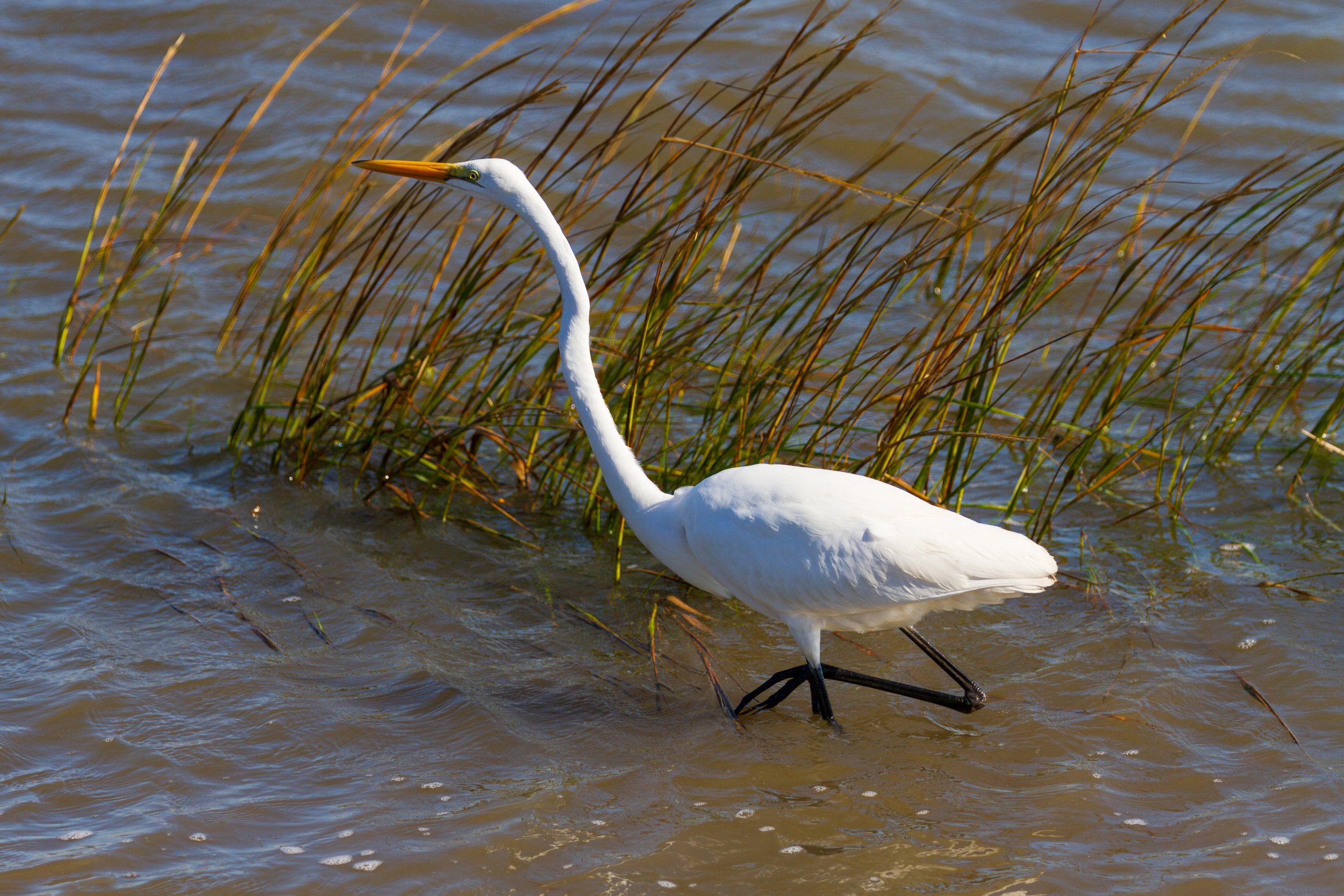  Forsythe NWR, NJ 2018 