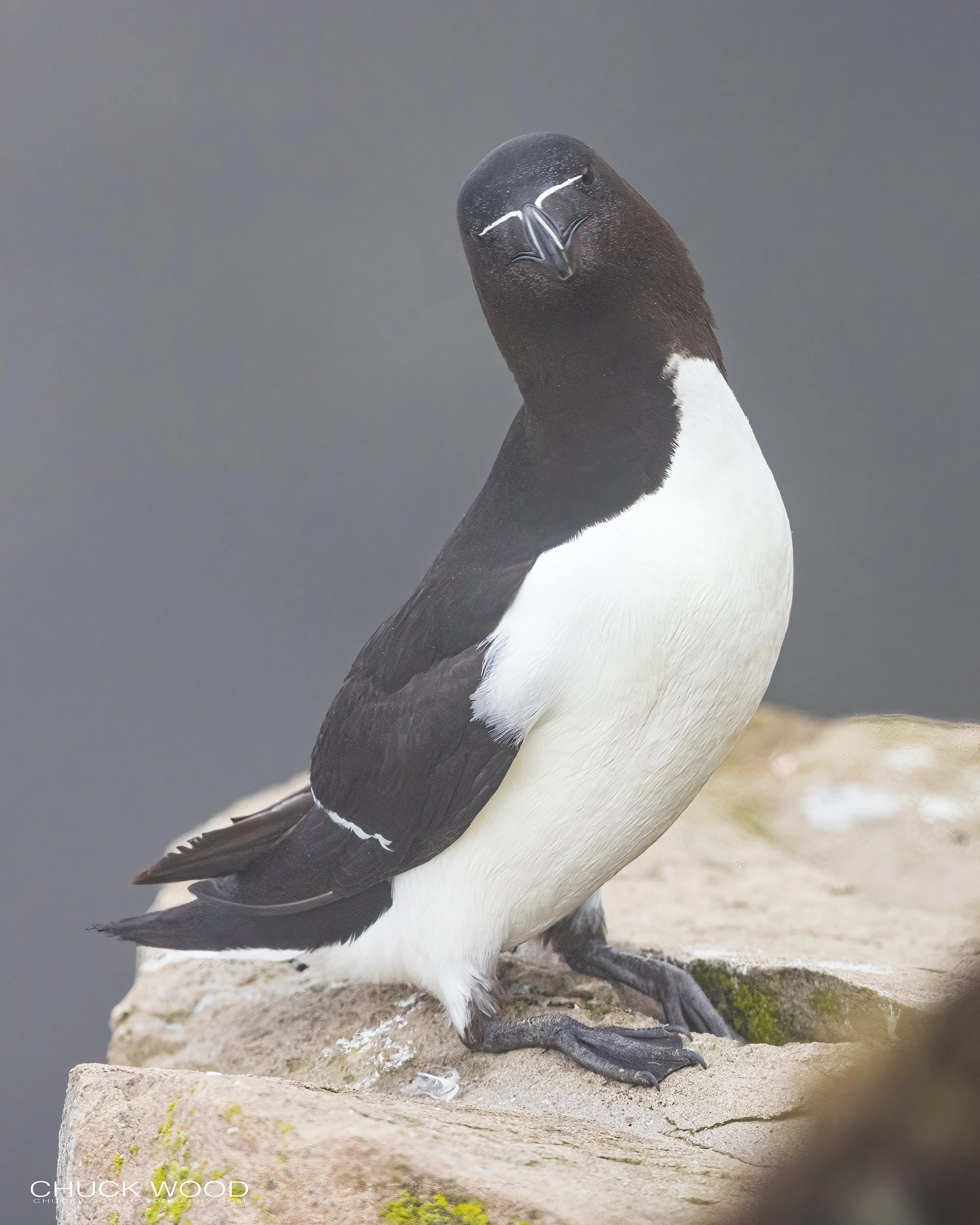   Cape St. Marys, NL 2022 