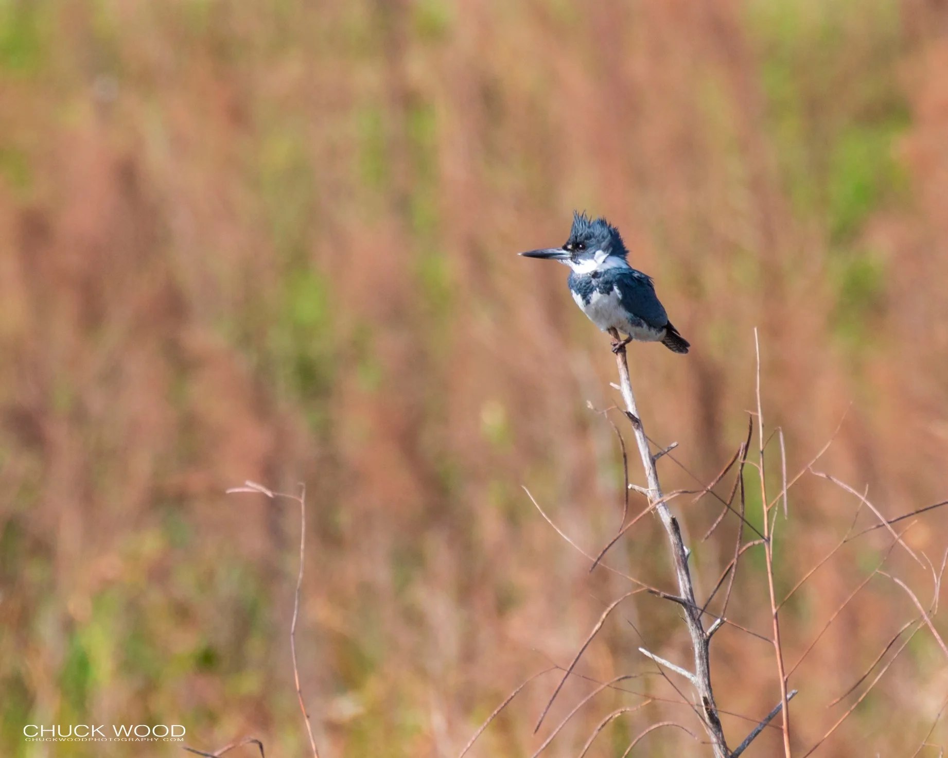  Viera Wetlands, FL 2020 