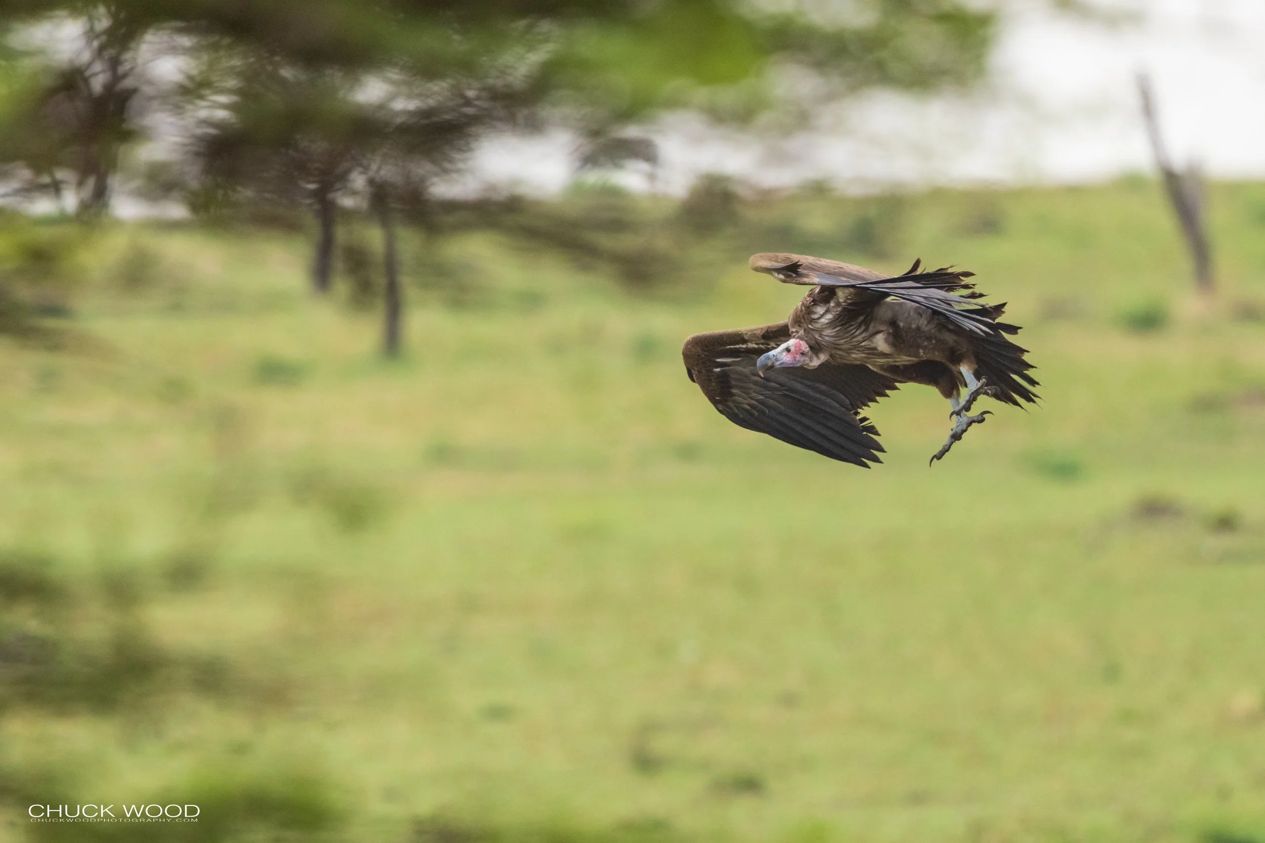  Serengeti, Tanzania 2021 