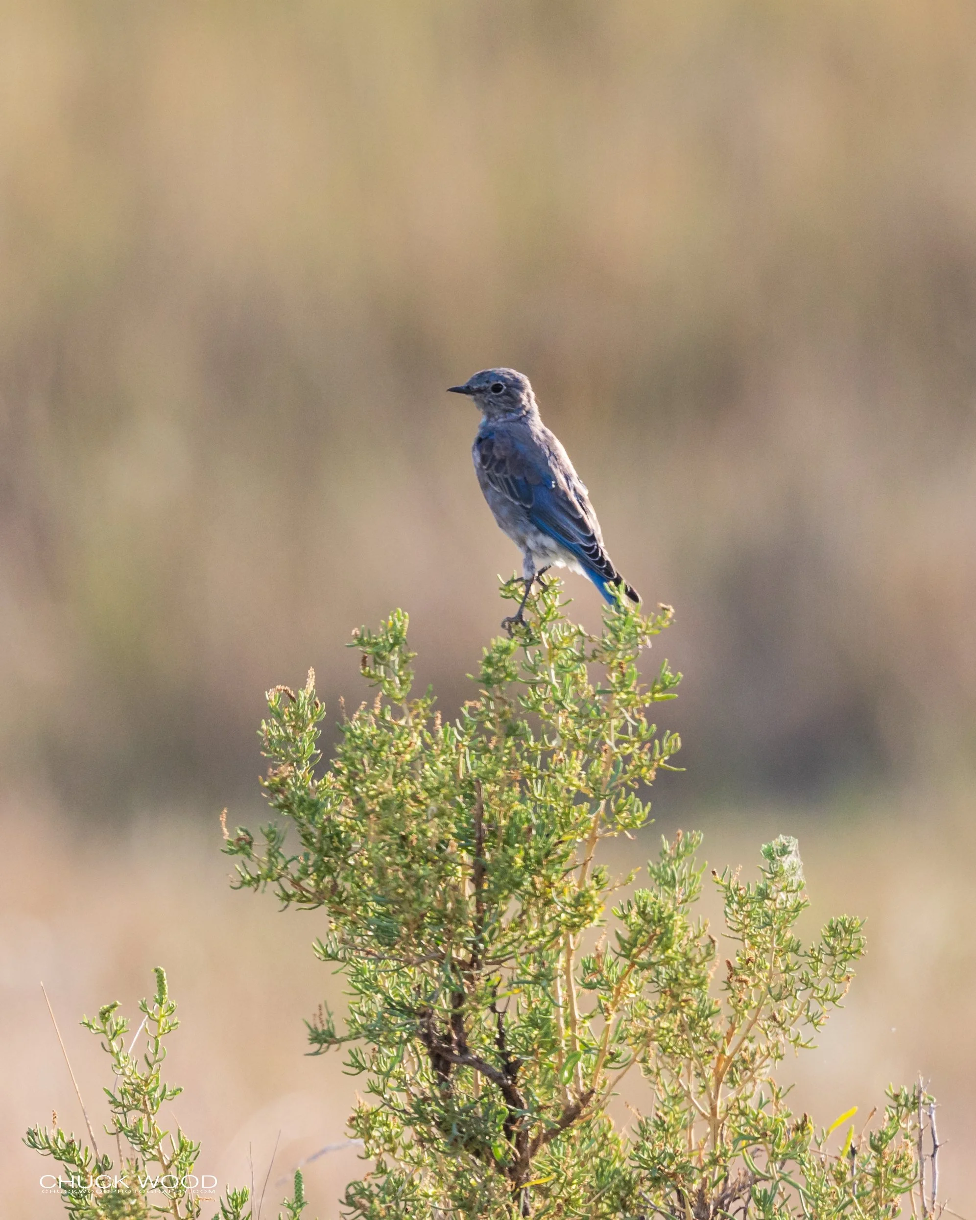  Theodore Roosevelt NP, ND 2020 