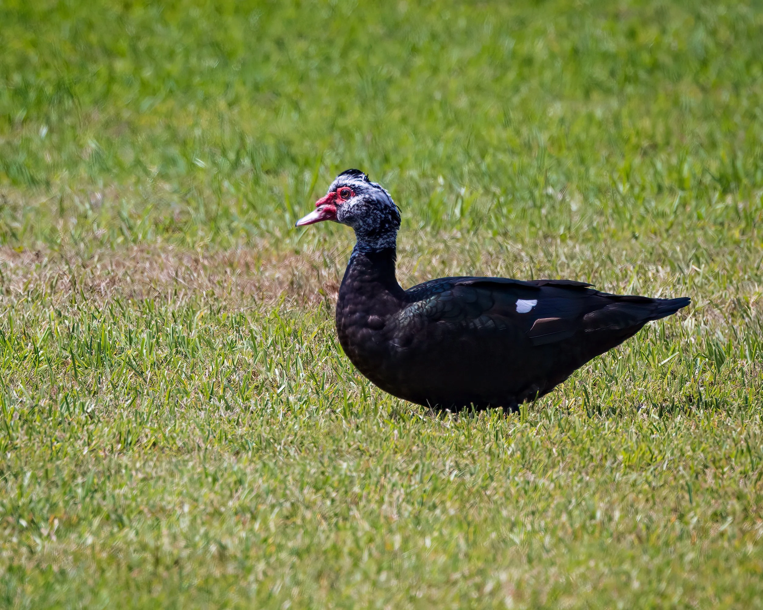  Belle Glade Torrey Island, FL 2023 