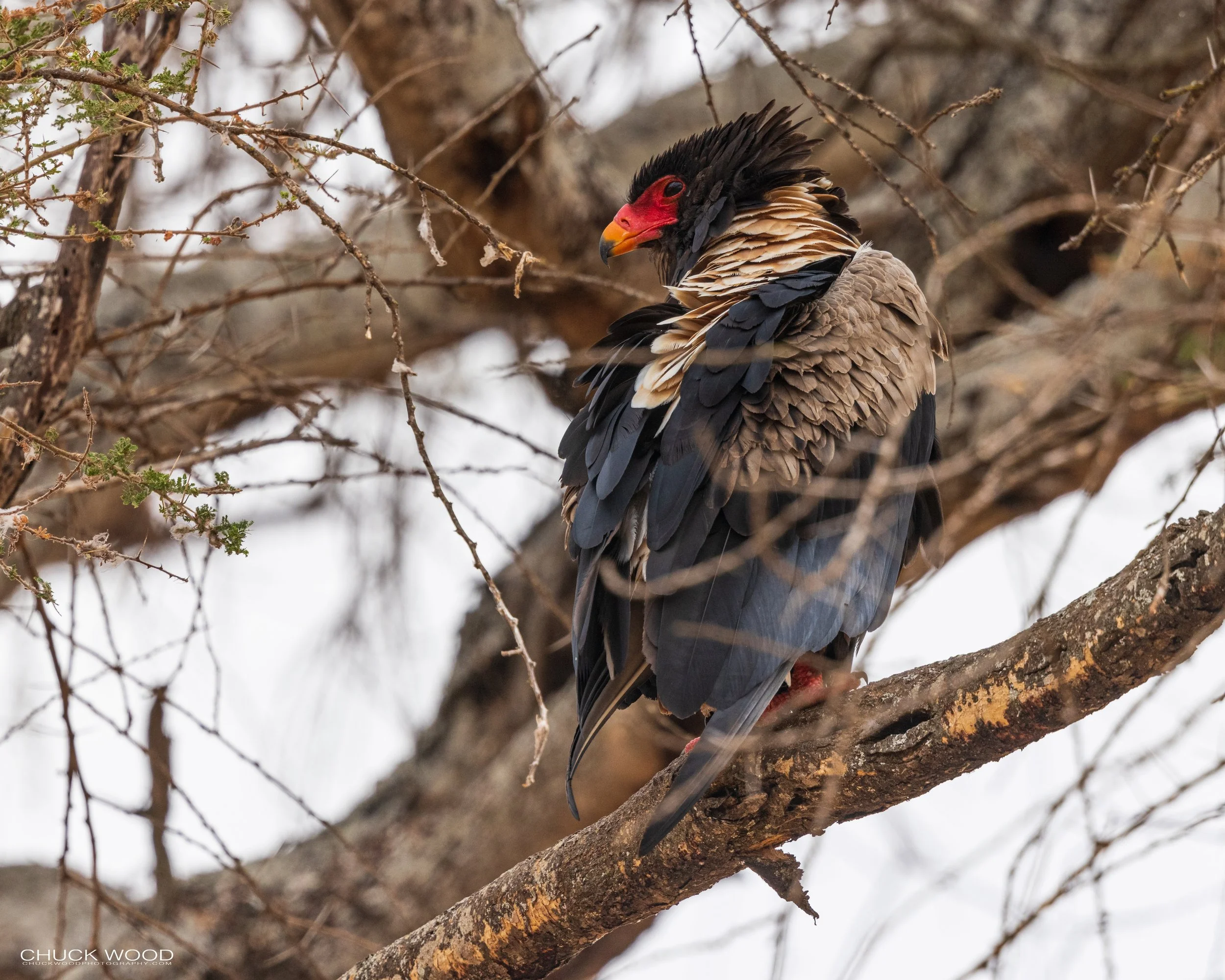  Tarangire, Tanzania 2021 