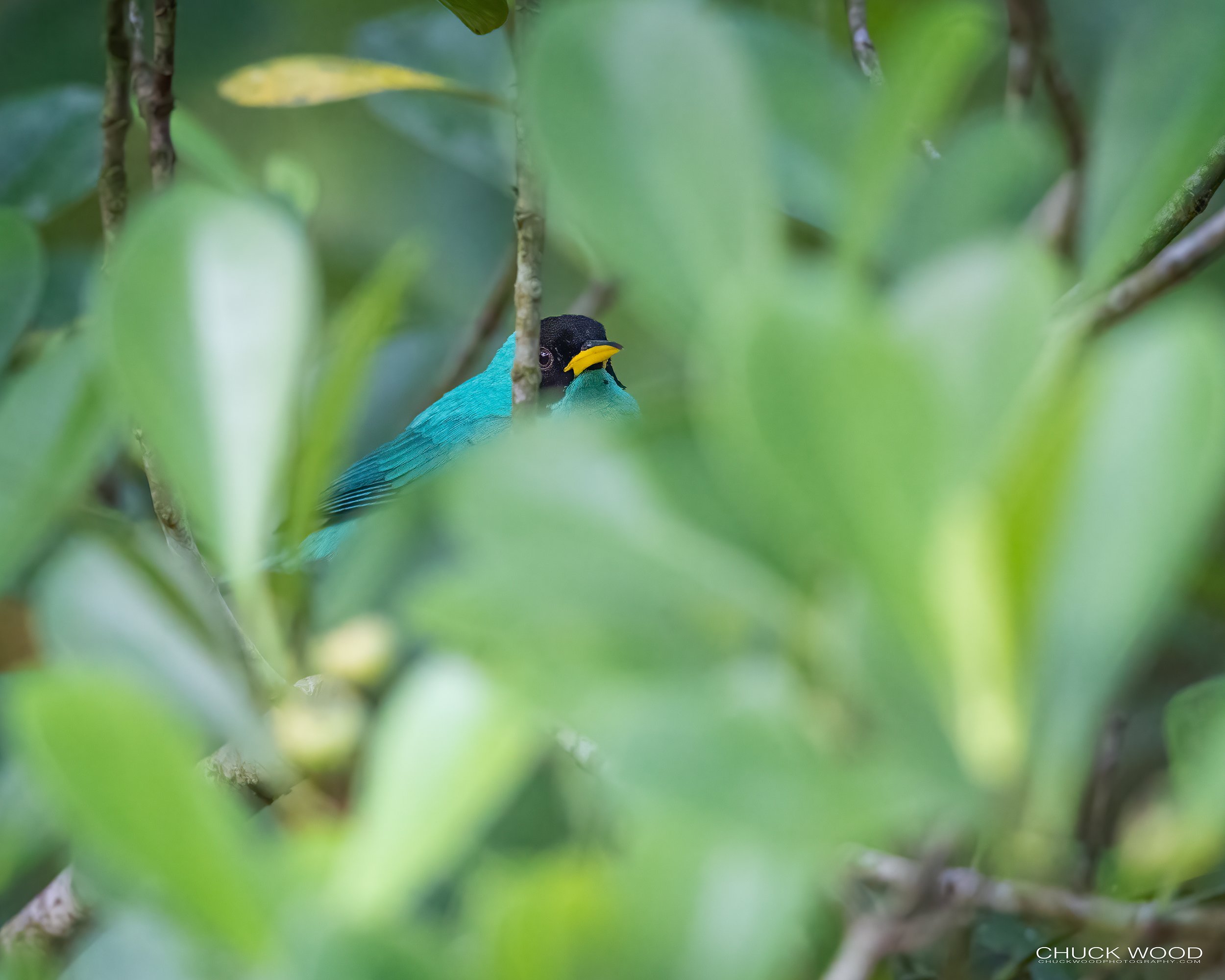  Macaw Lodge, Costa Rica 2023 