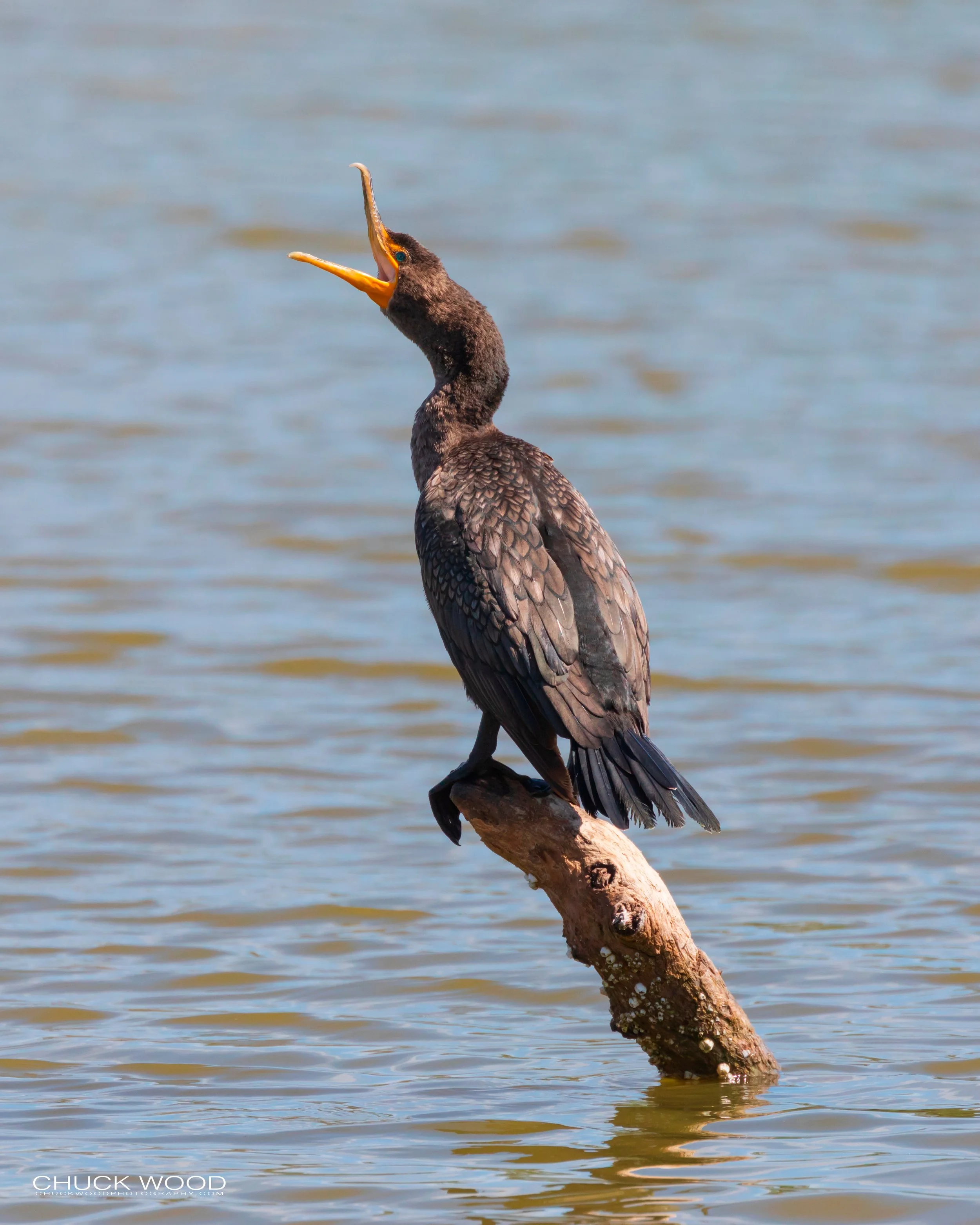  Merritt Island, FL 2019 