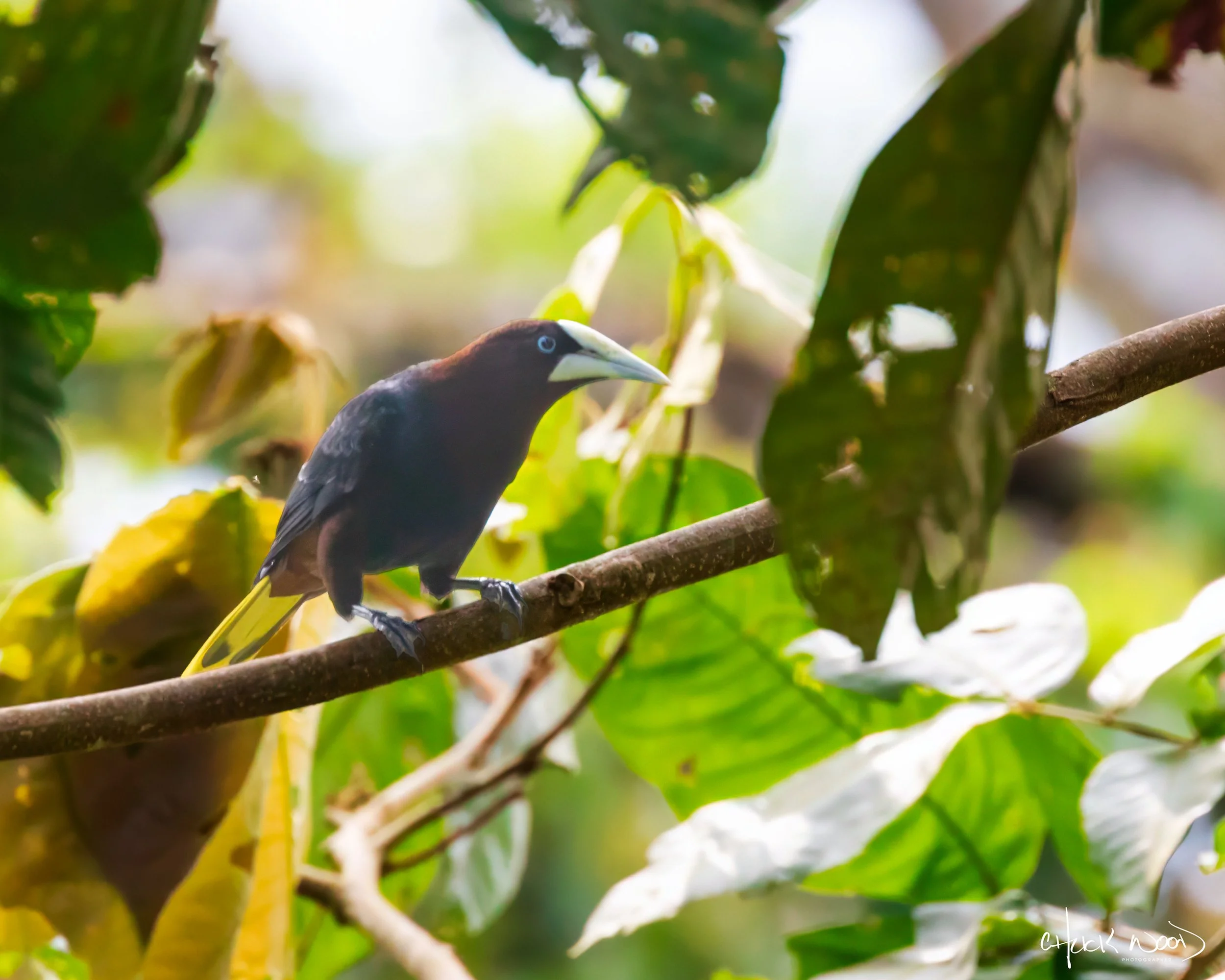  Rancho Naturalista, Costa Rica 2020 