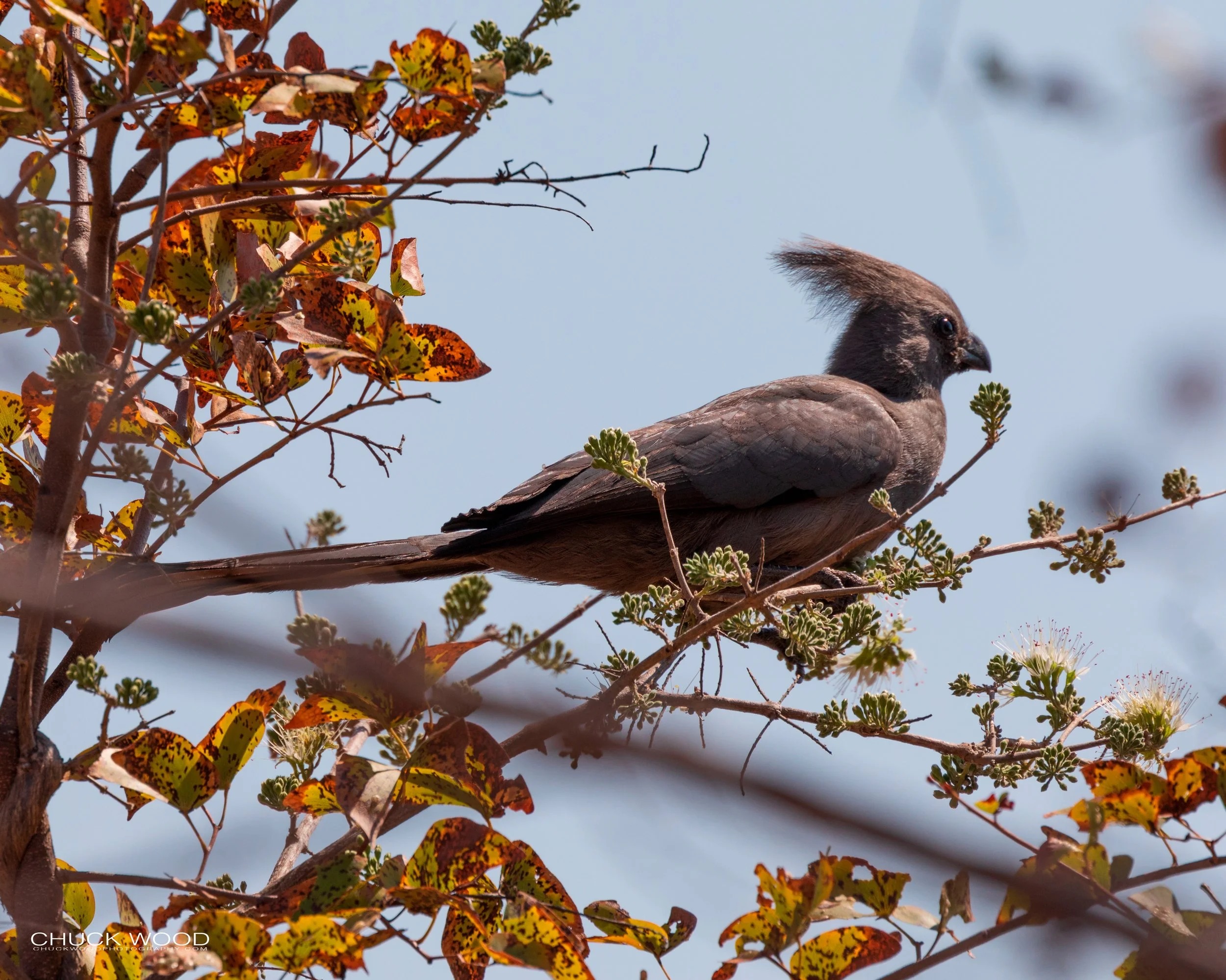  Hwange, Zimbabwe 2019 
