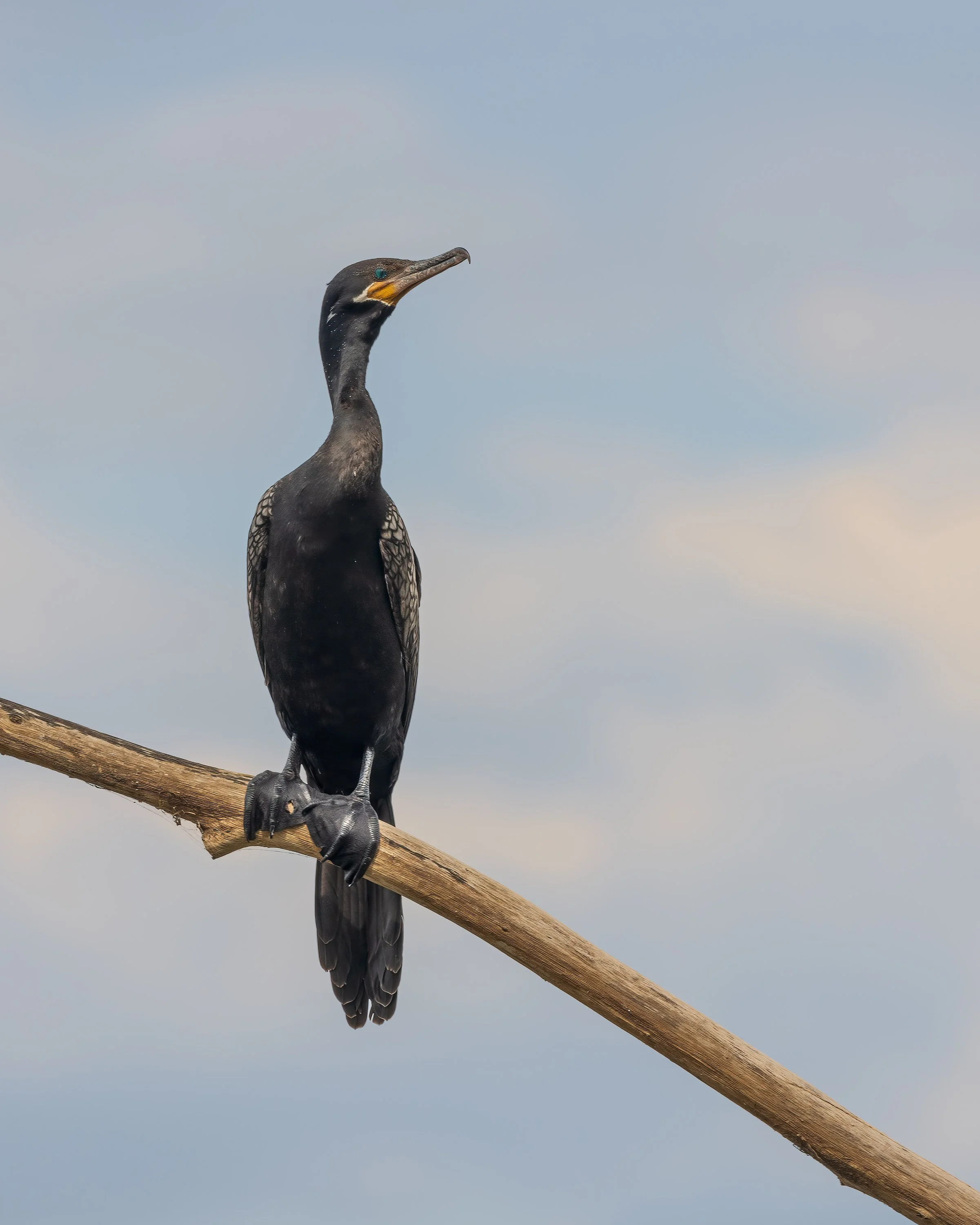  Tarcoles River, Costa Rica 2023 