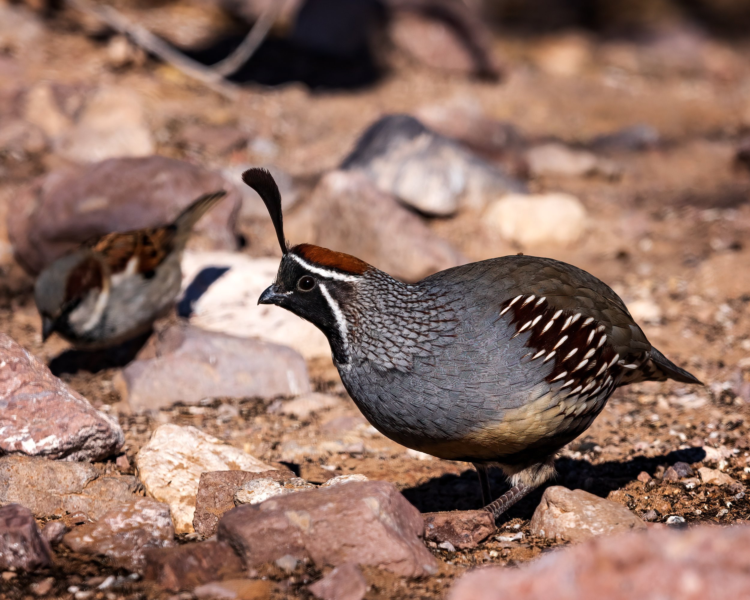  Bosque del Apache, NM 2023 