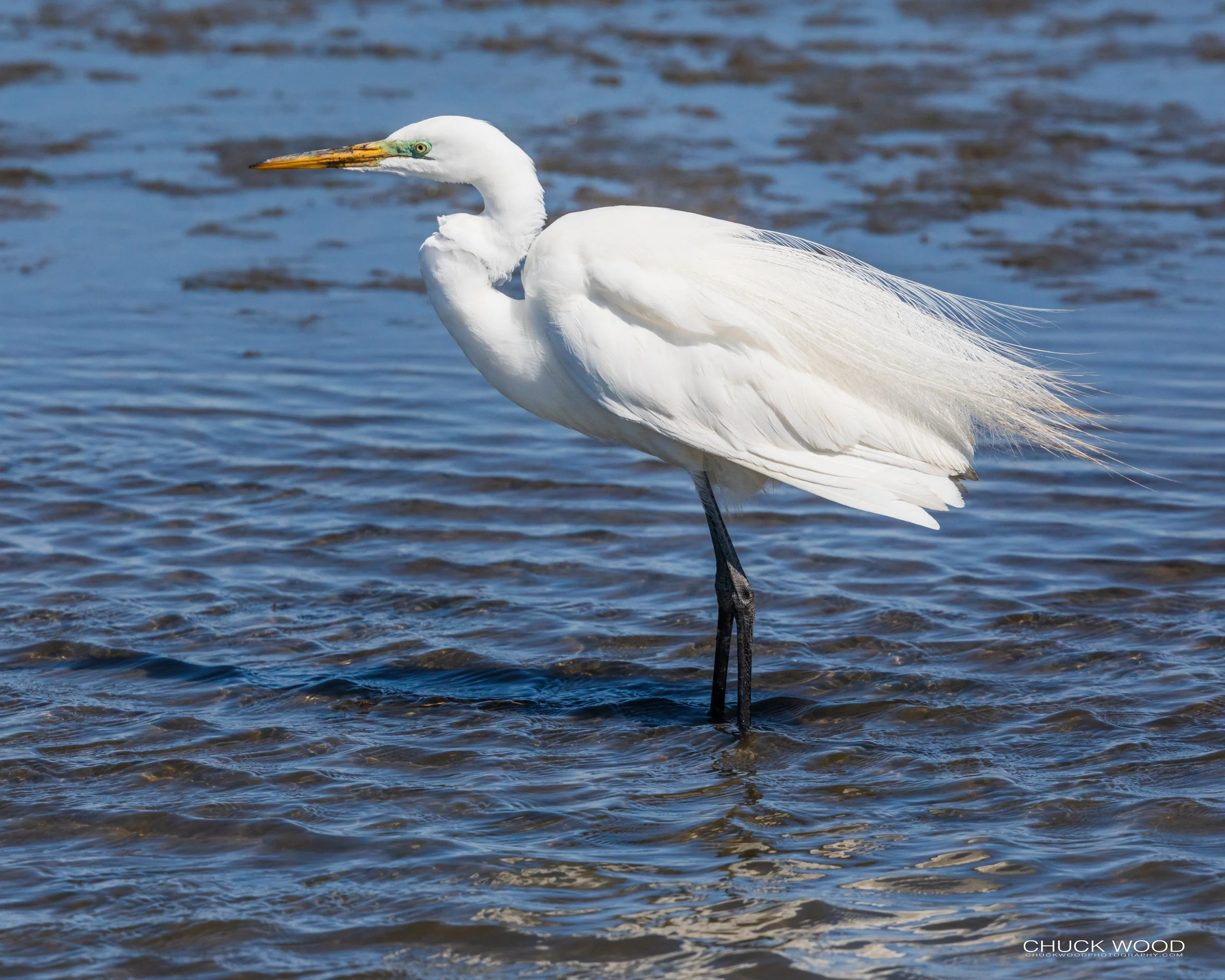  Forsythe NWR, NJ 2020 