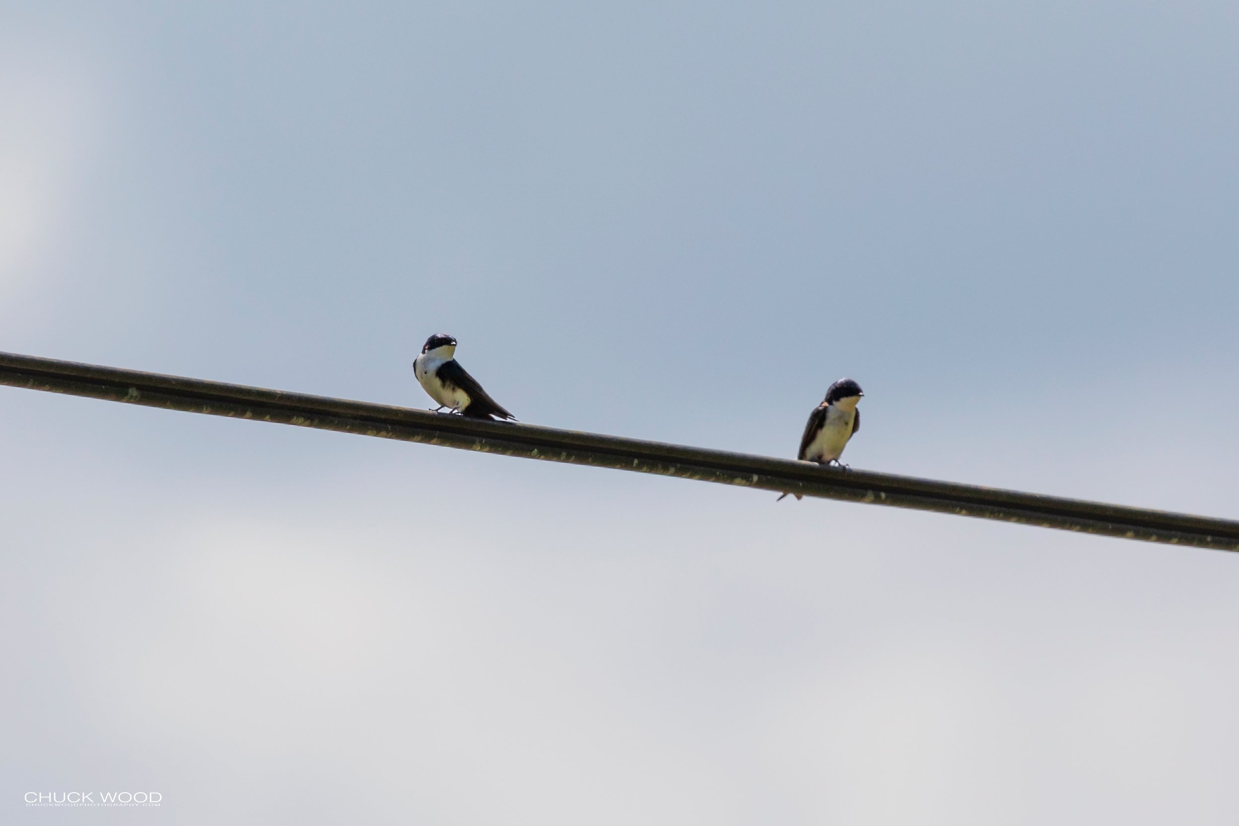  CATIE, Costa Rica 2020 