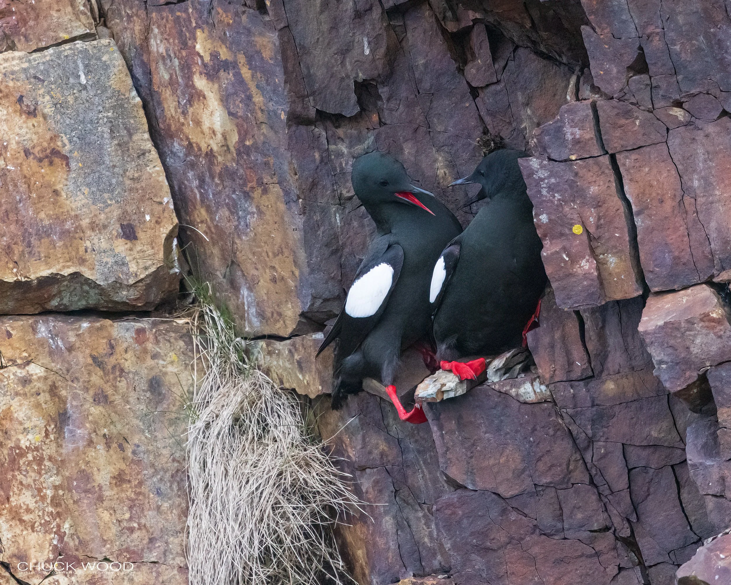  Elliston Puffin Island, NL 2022 