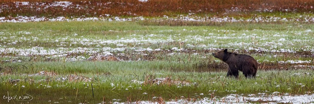 CW00439-Yellowstone-Bear-815-Cub-2025-1080-sig.jpg
