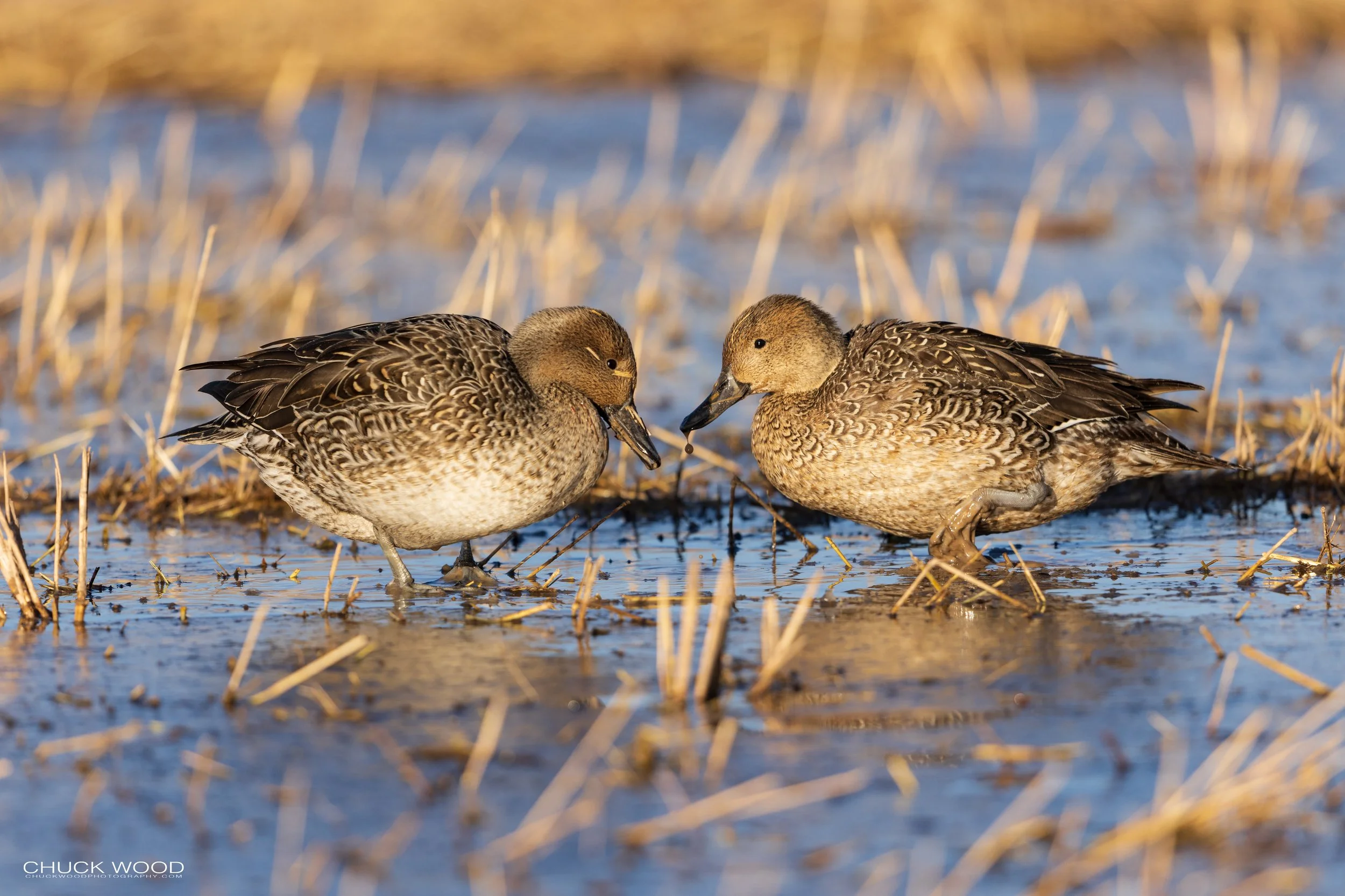  Bosque del Apache, NM 2021 
