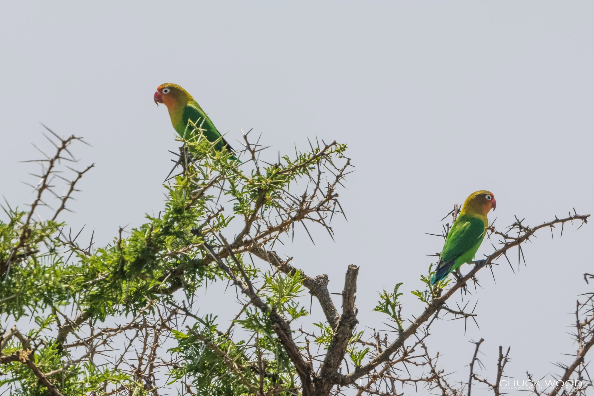  Serengeti, Tanzania 2021 