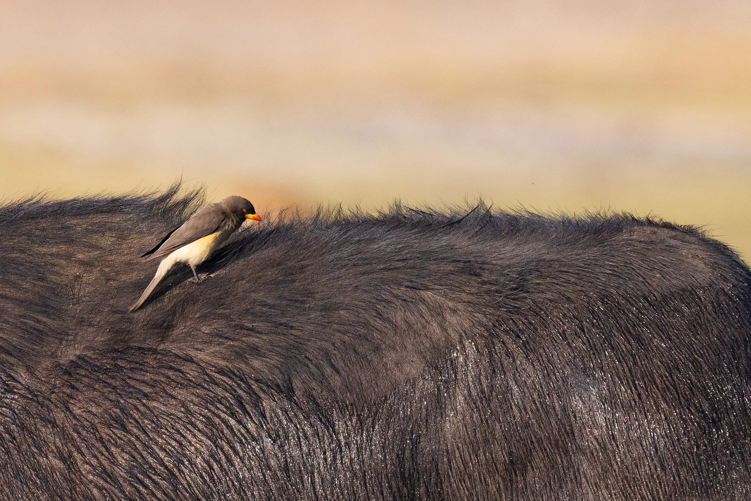  Chobe River, Botswana 2023 