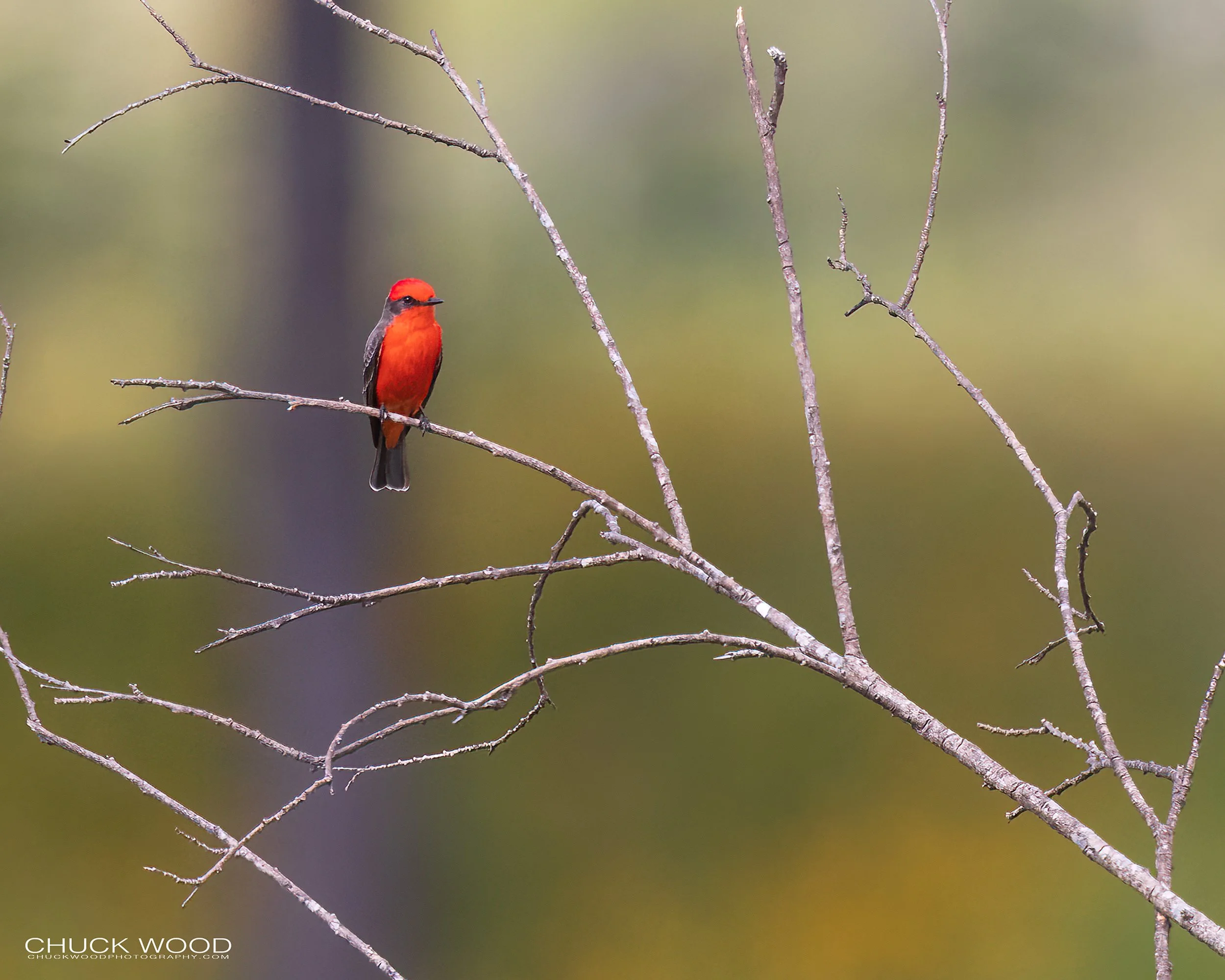  Puente de Hierro, MX 2022 I/ 