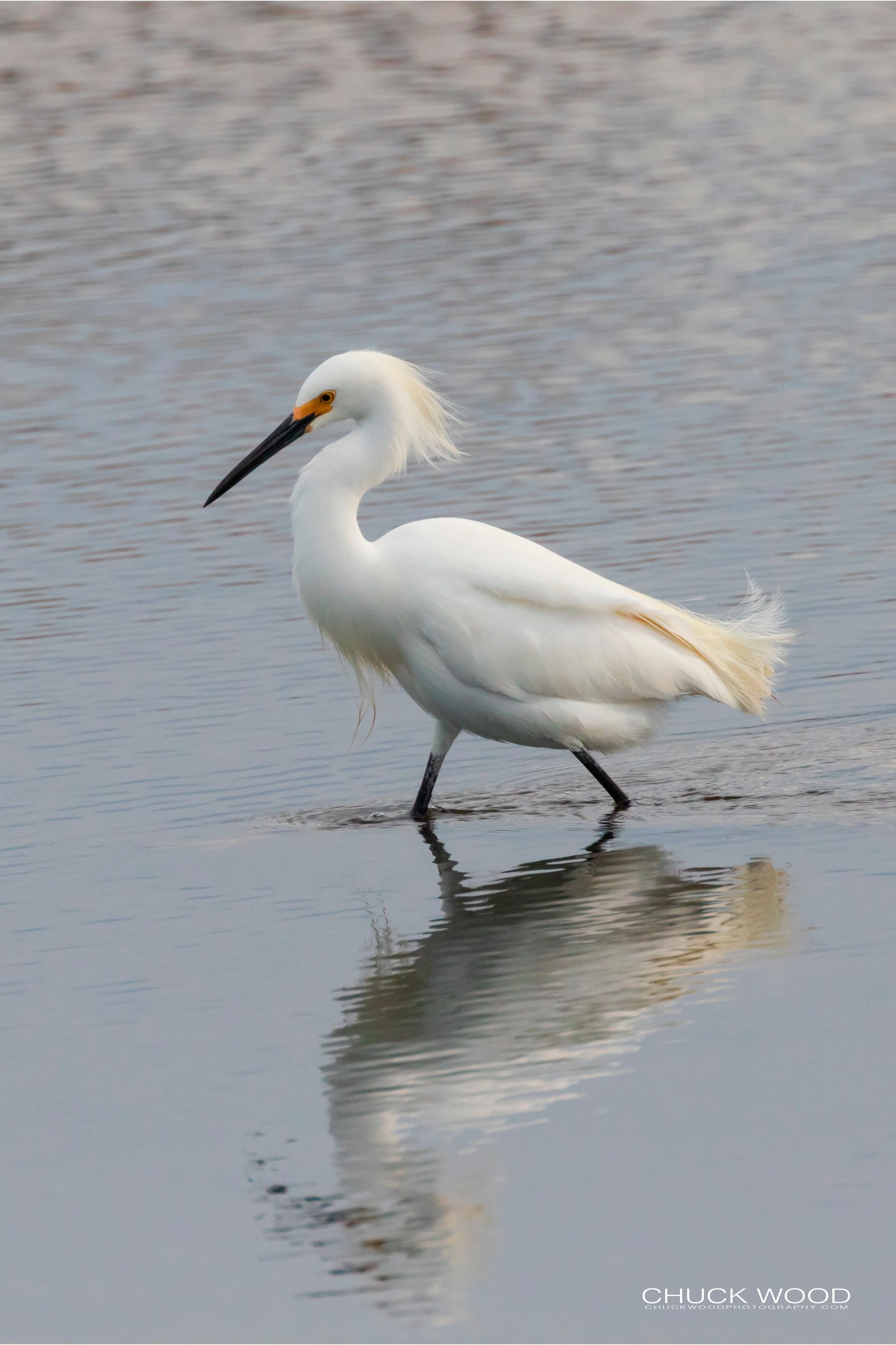  Forsythe NWR, NJ 2019 