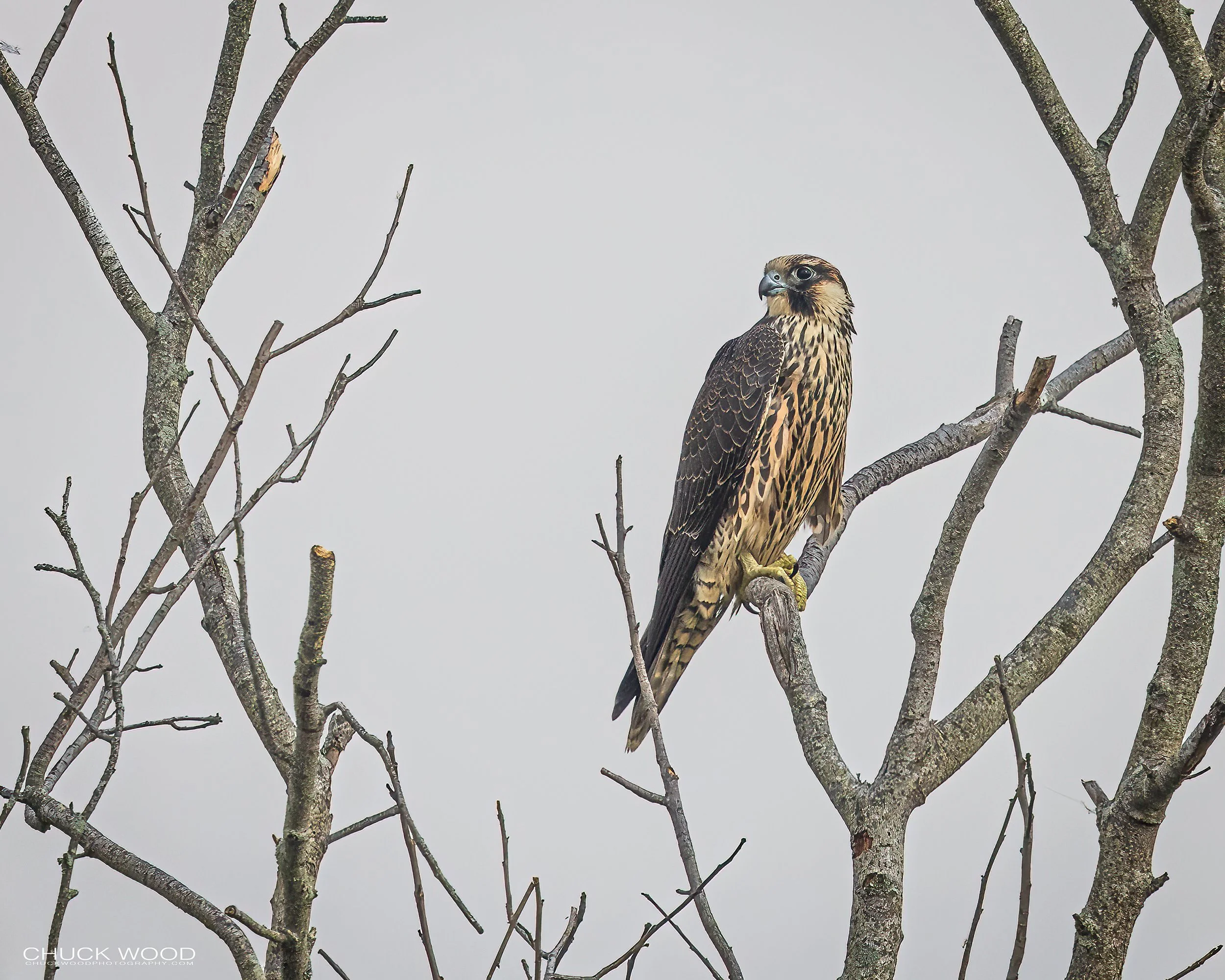  Forsythe NWR, NJ 2022 