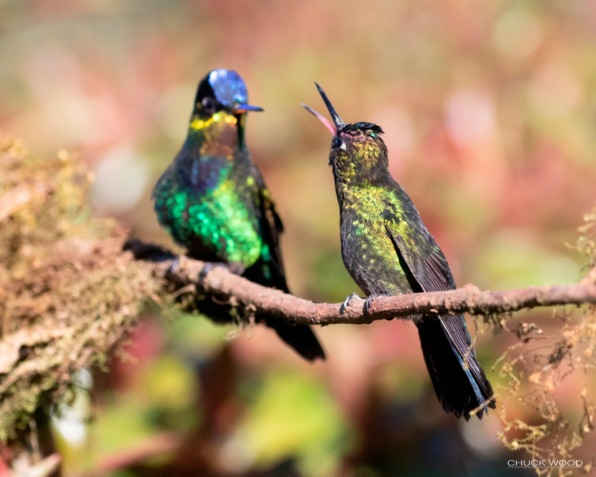  Bosque Del Tolomunco, Costa Rica 2020 
