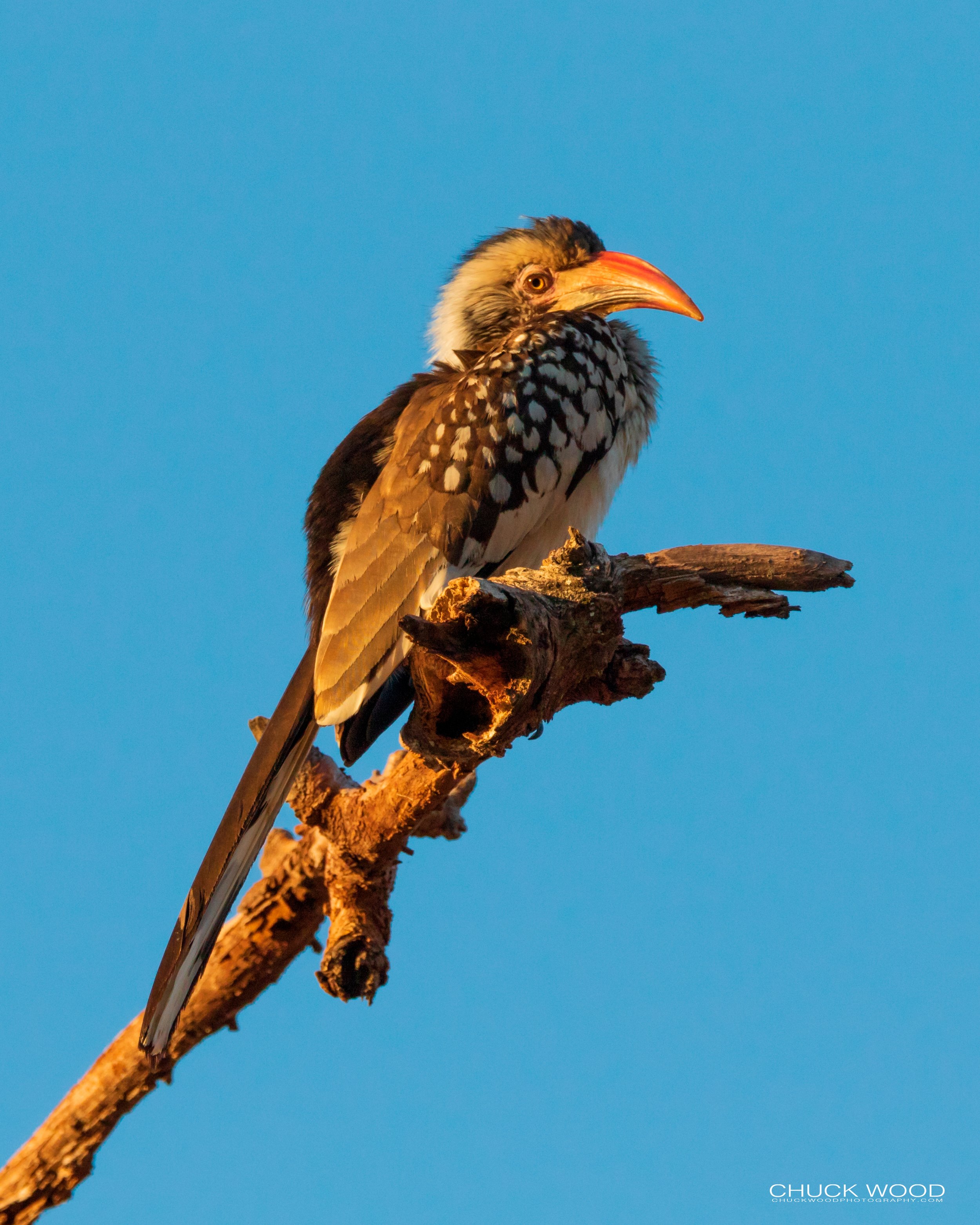  Mana Pools, Zimbabwe 2019 