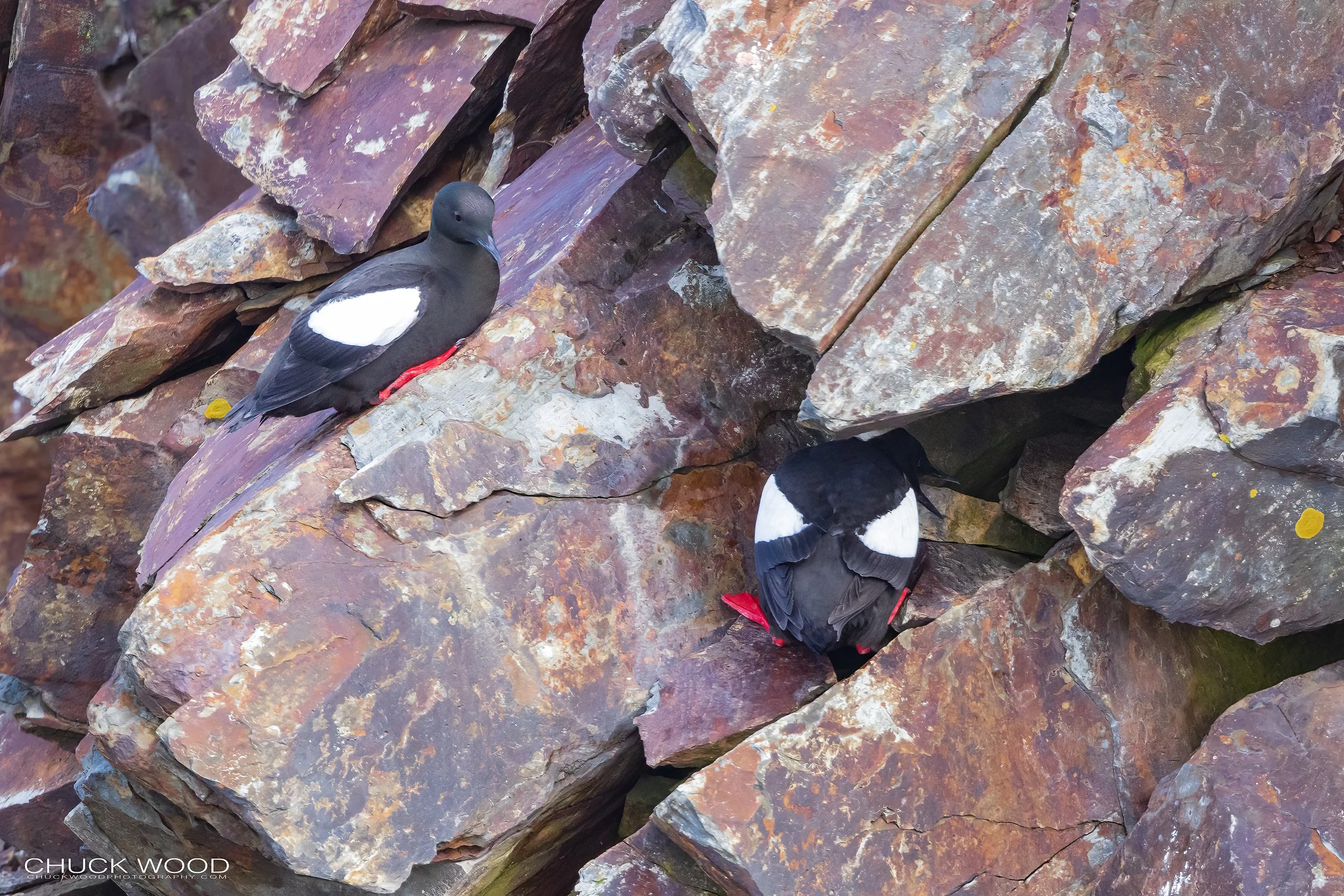  Elliston Puffin Island, NL 2022 