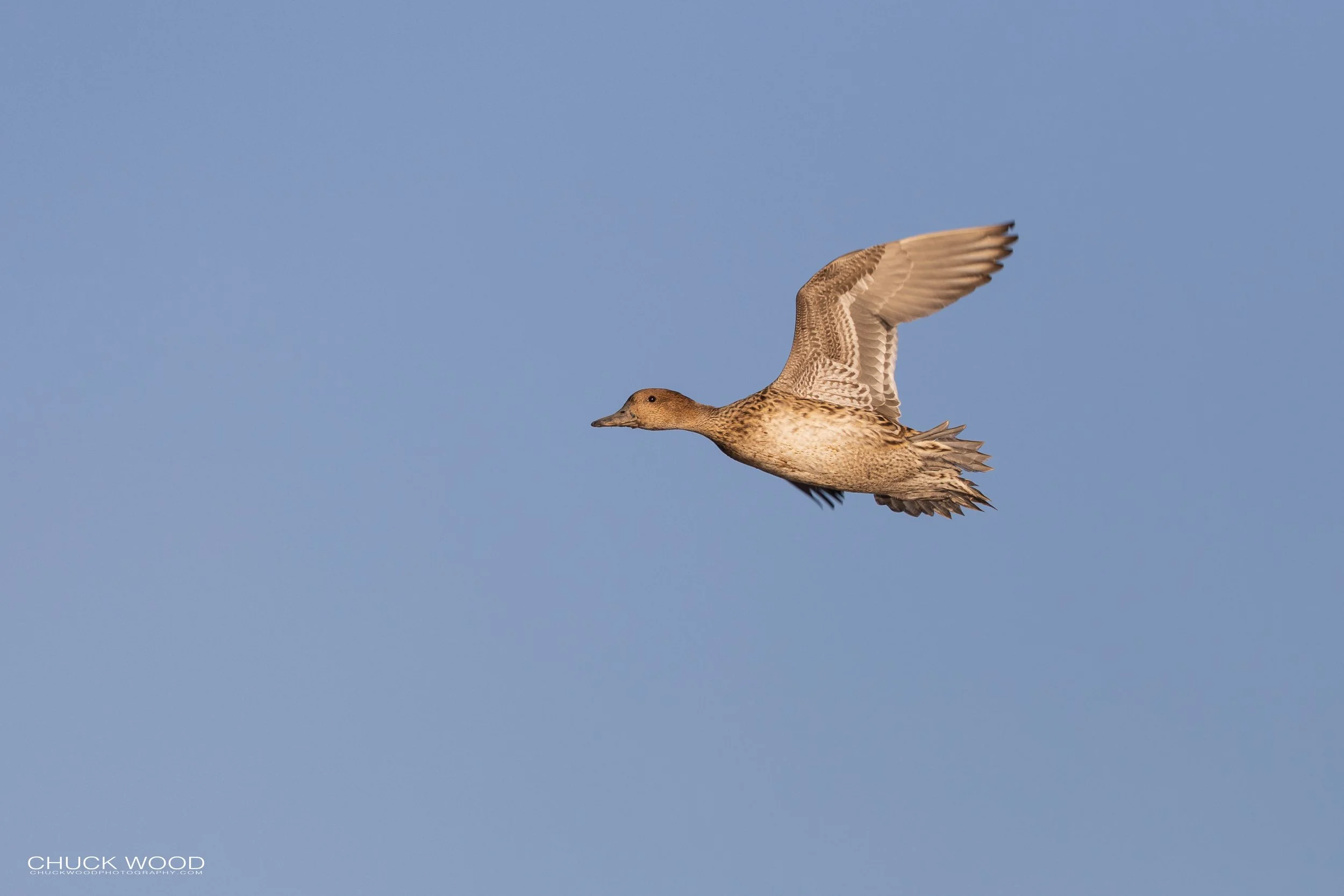  Bosque del Apache, NM 2021 