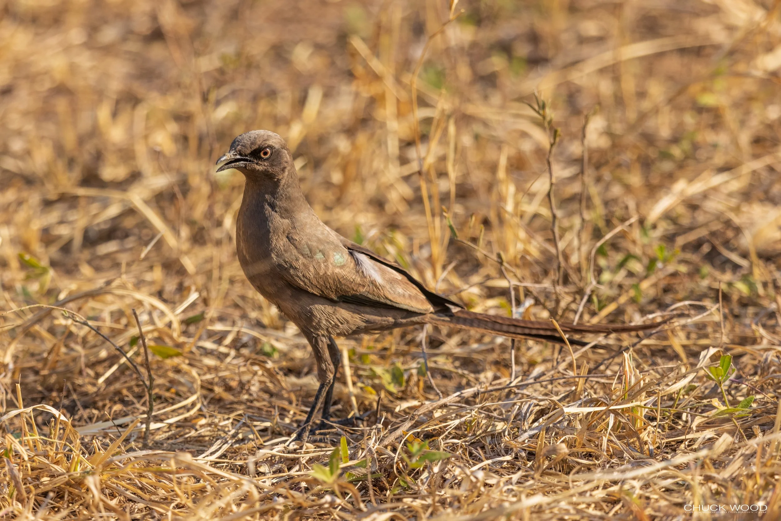   Tarangire, Tanzania 2021 