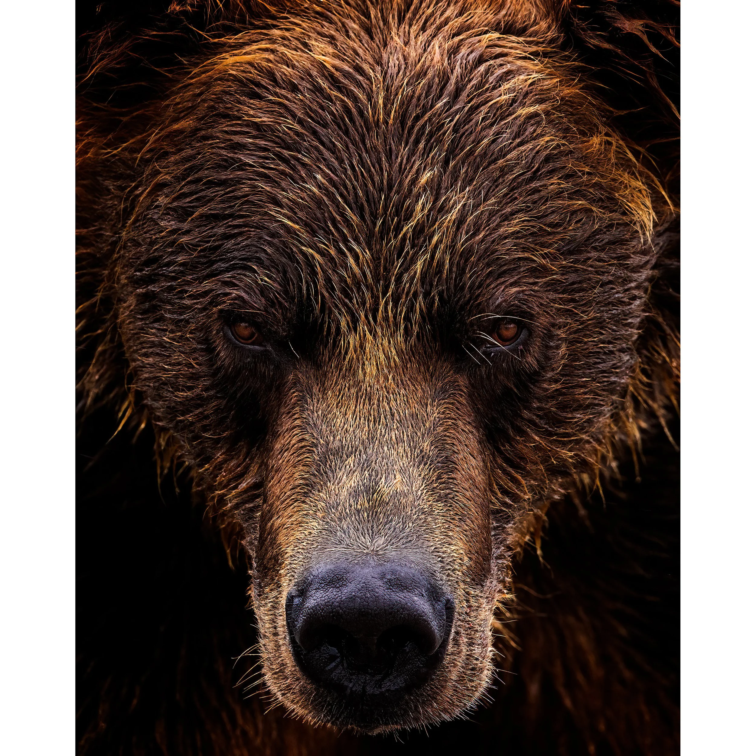 The-Face-of-Katmai-2022-square.jpg