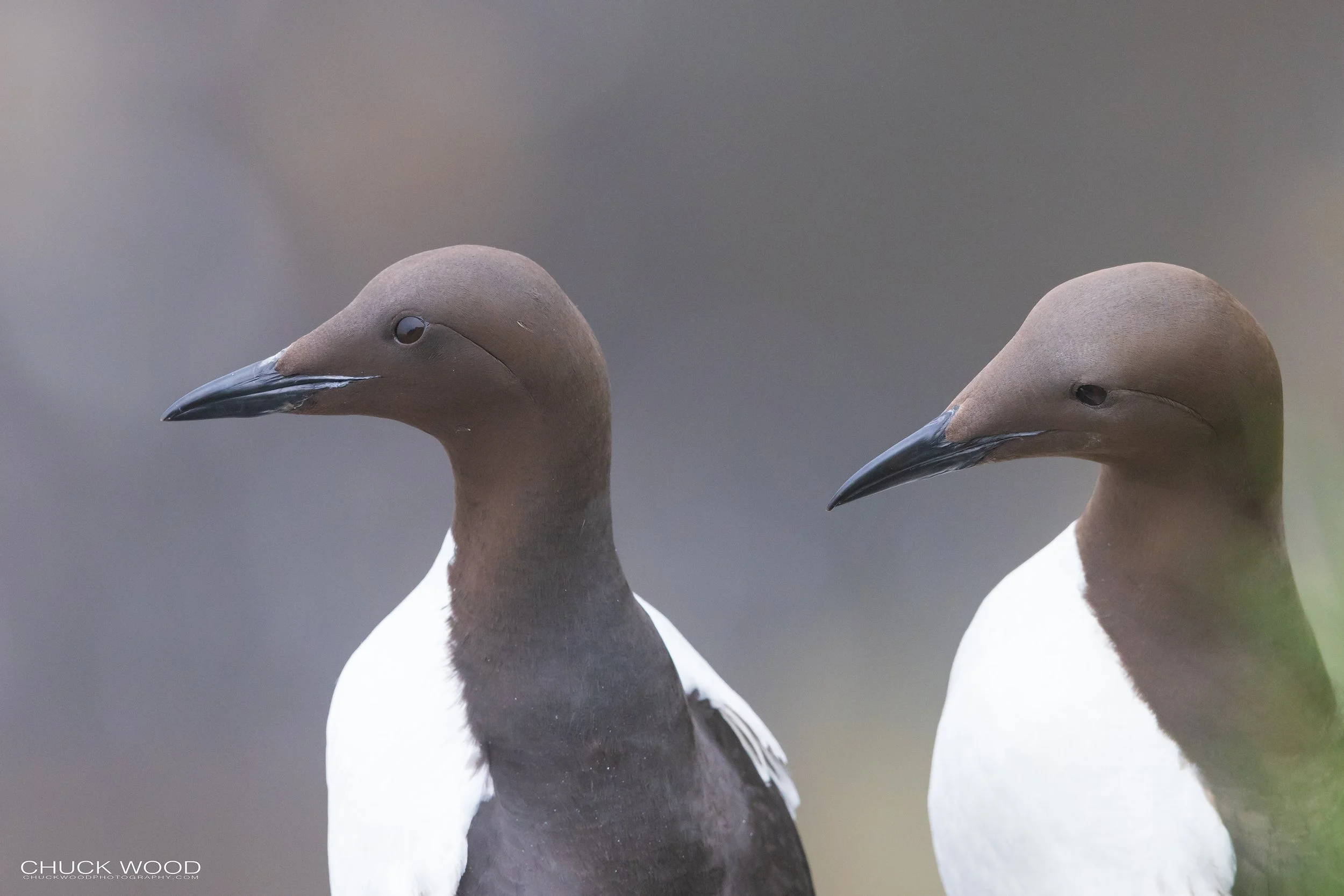   Cape St. Marys, NL 2022 