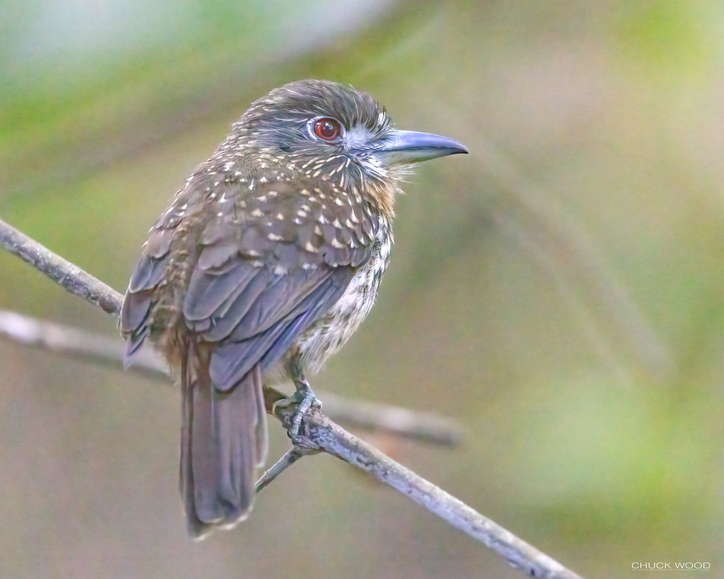  Carara NP, Costa Rica 2023 