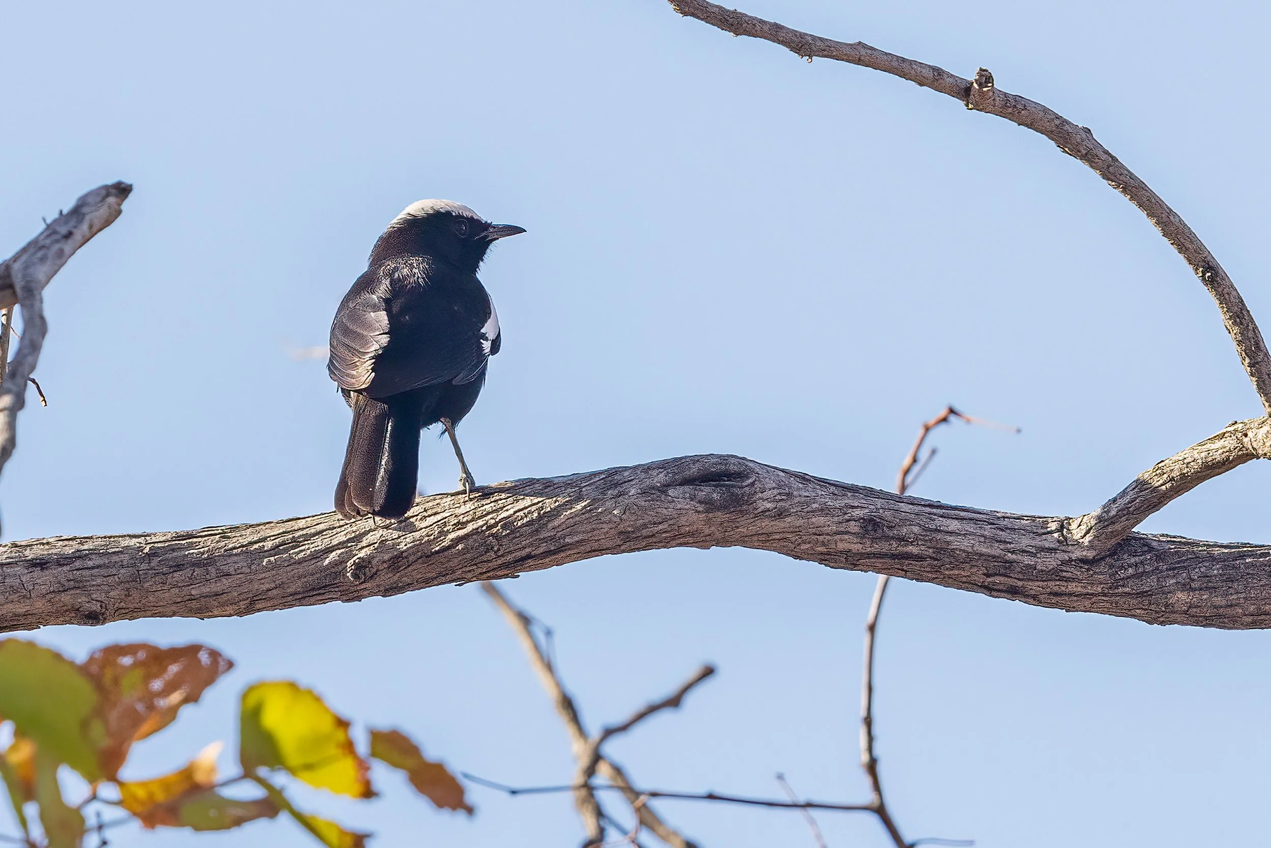  Moremi, Botswana 2023 