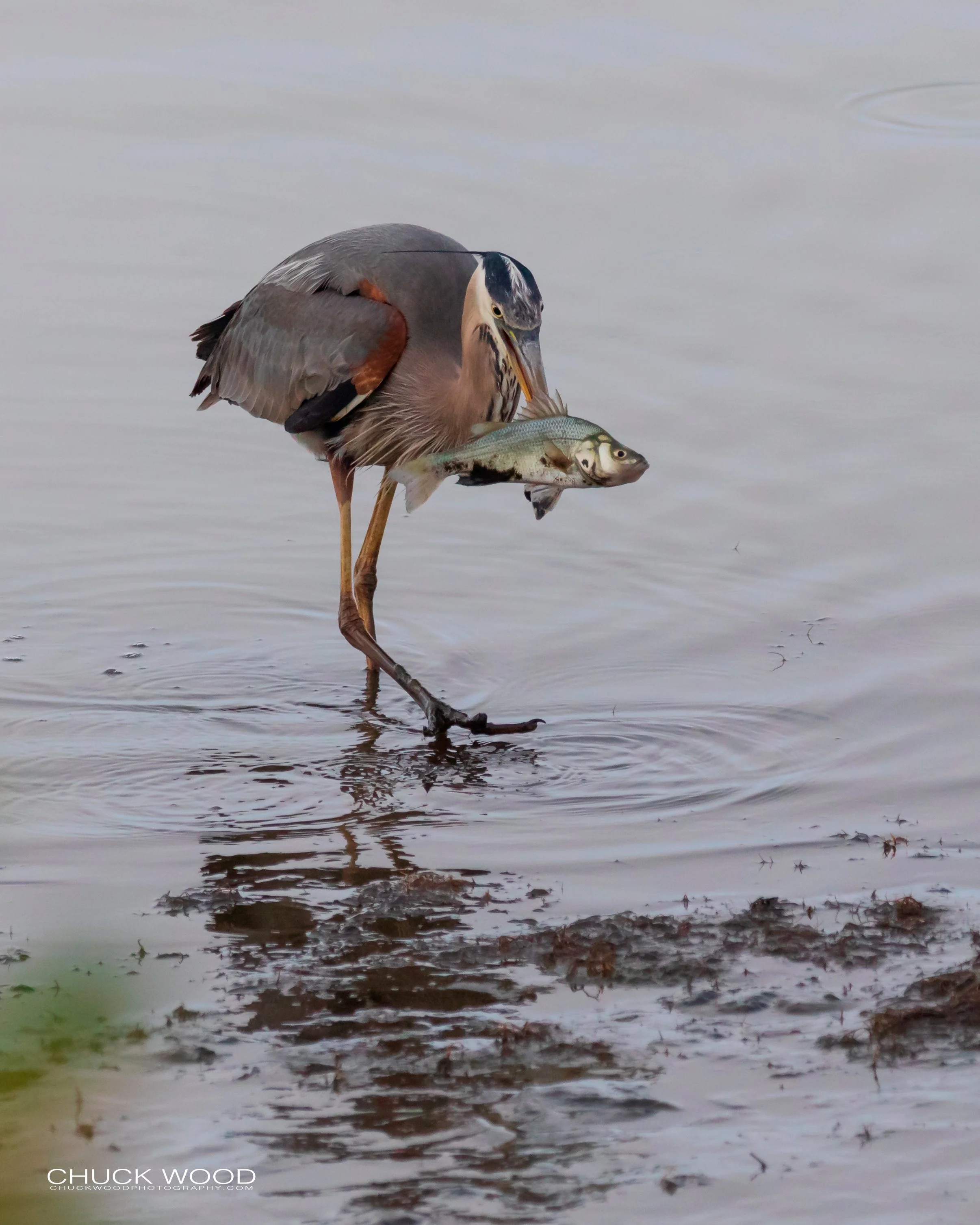  Forsythe NWR, FL 2019 