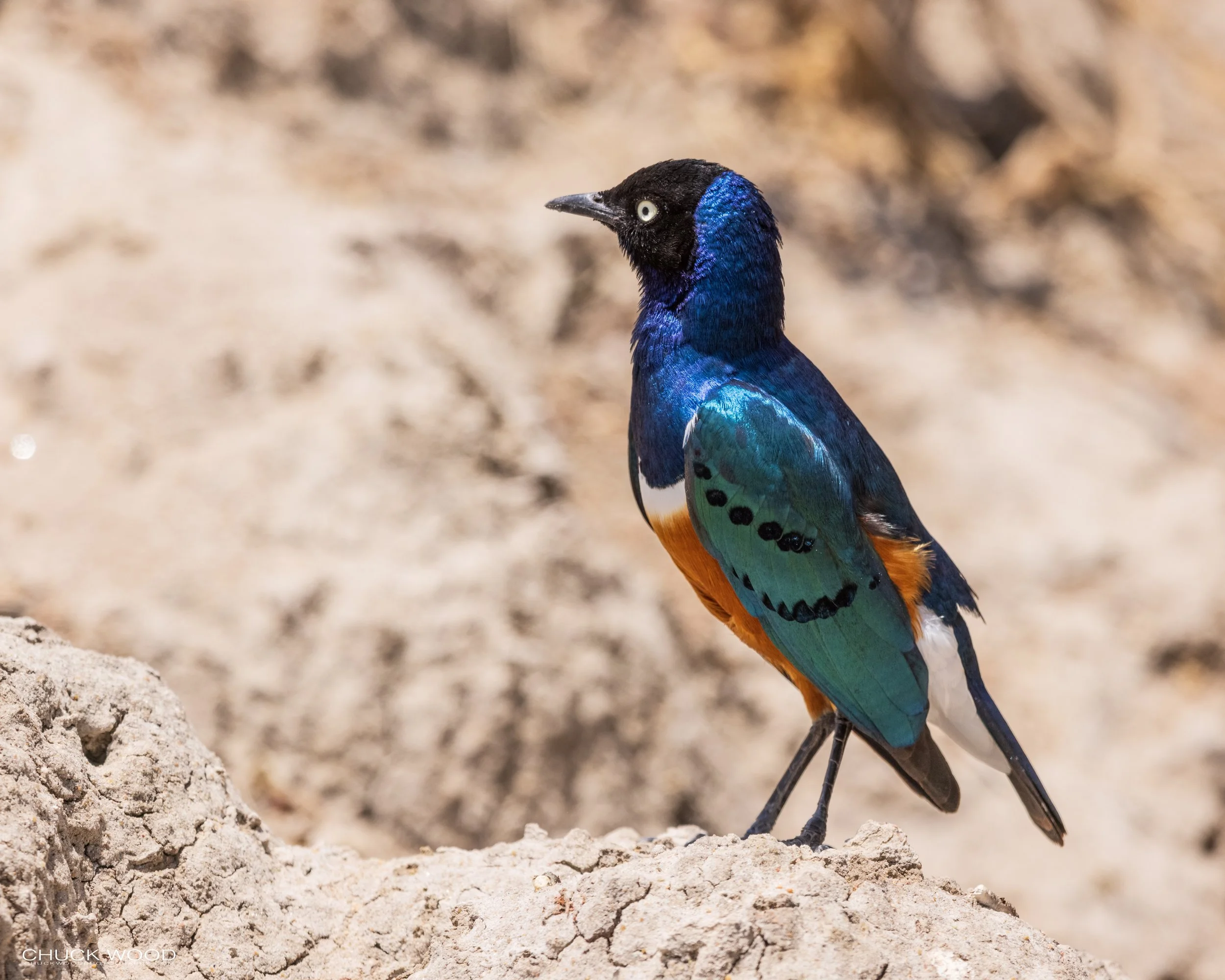   Tarangire, Tanzania 2021 