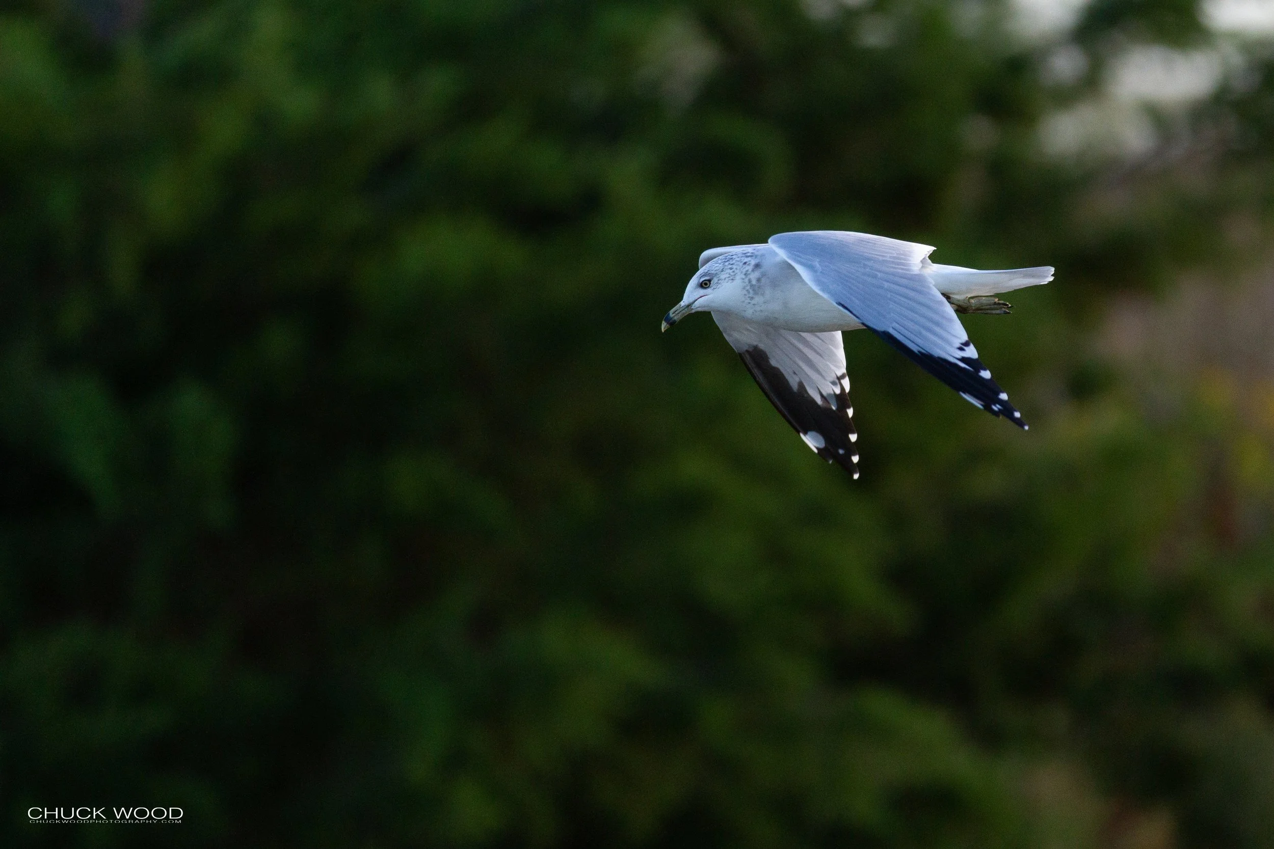  Forsythe NWR, NJ 2018 