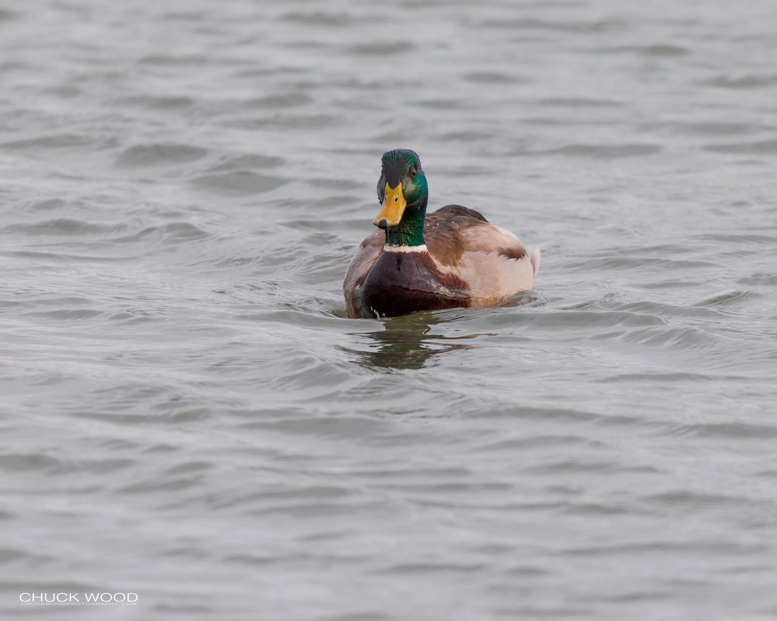  Forsythe NWR, NJ 2019 