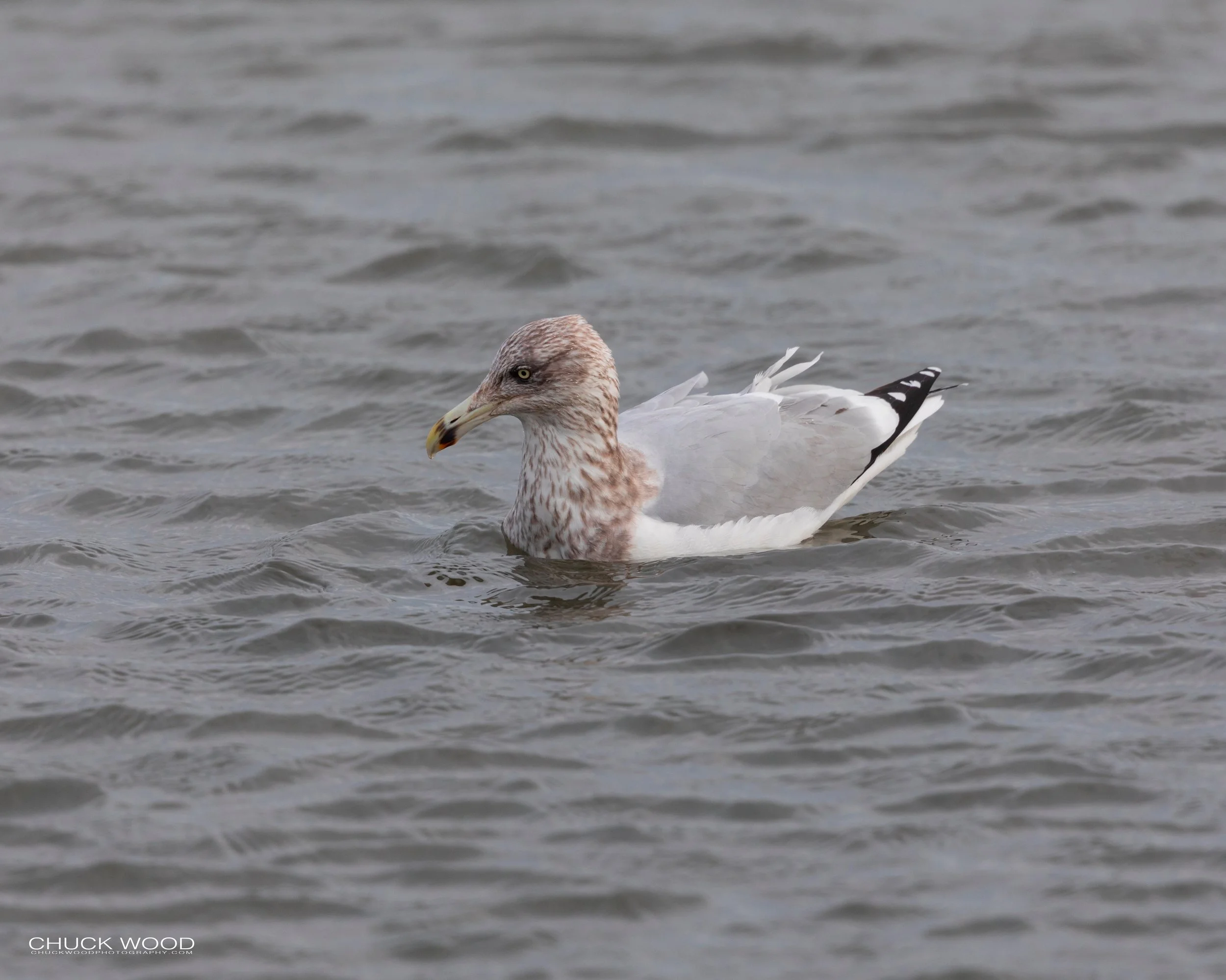  Forsythe NWR, NJ 2019 