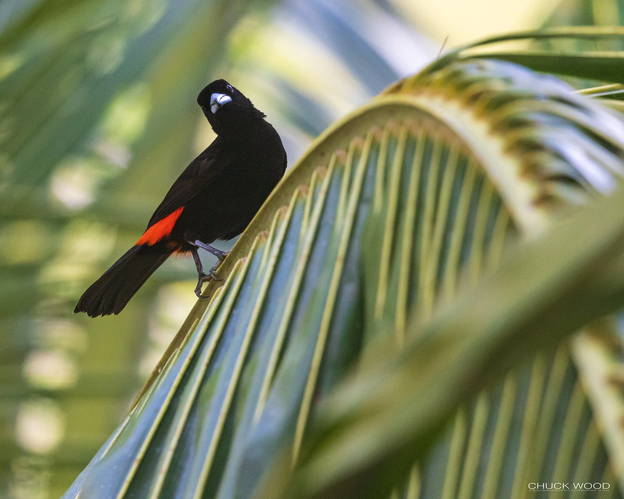 Osa Peninsula, Costa Rica 2022 