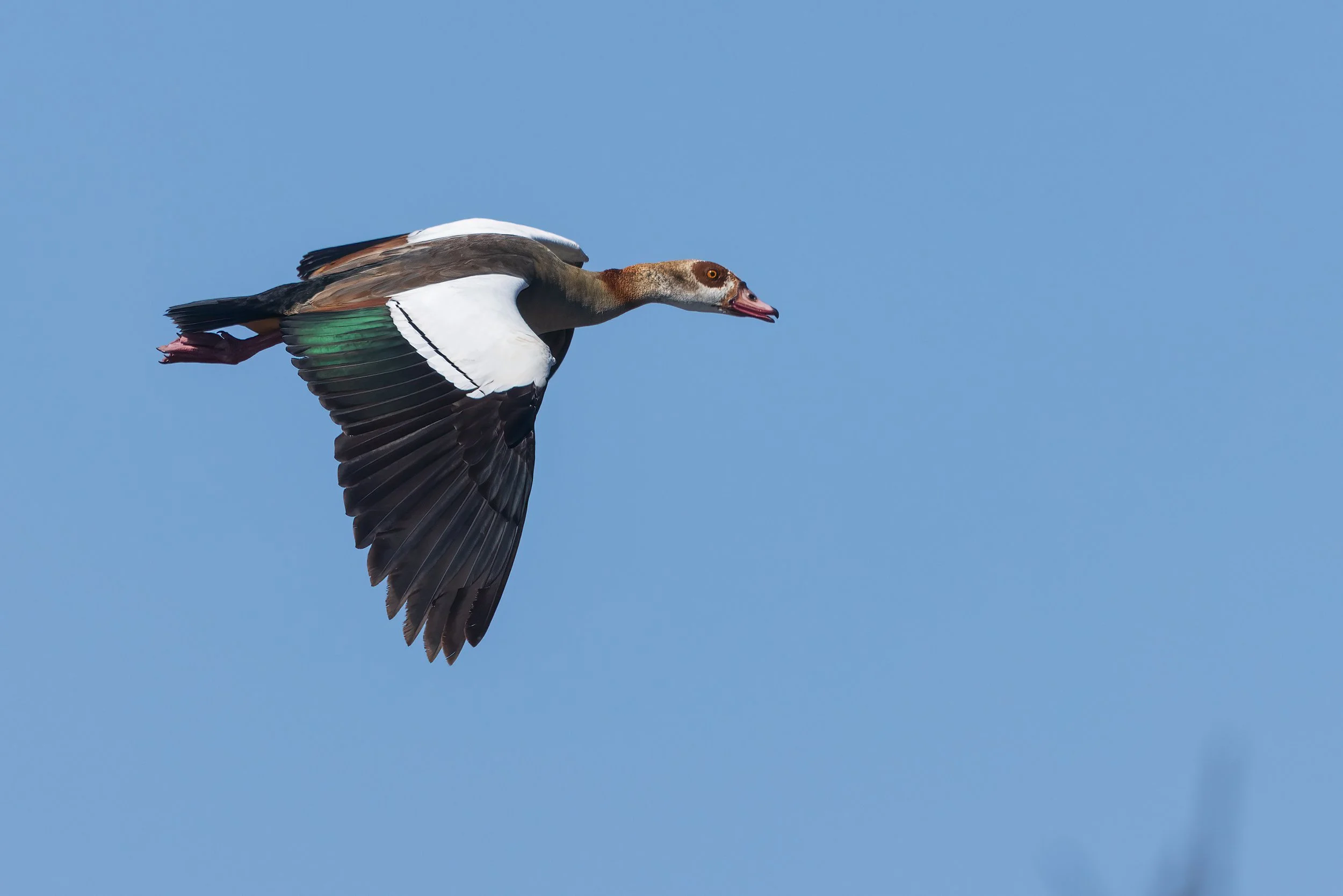  Moremi, Botswana 2023 