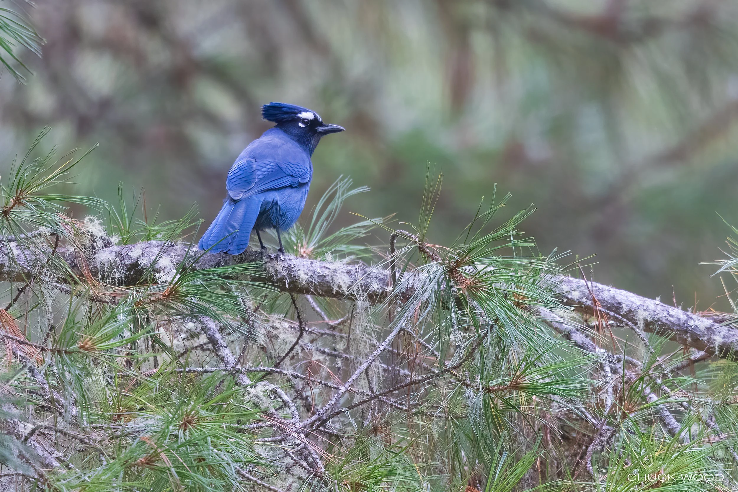  Camino Cuajimoloyas, MX 2022 