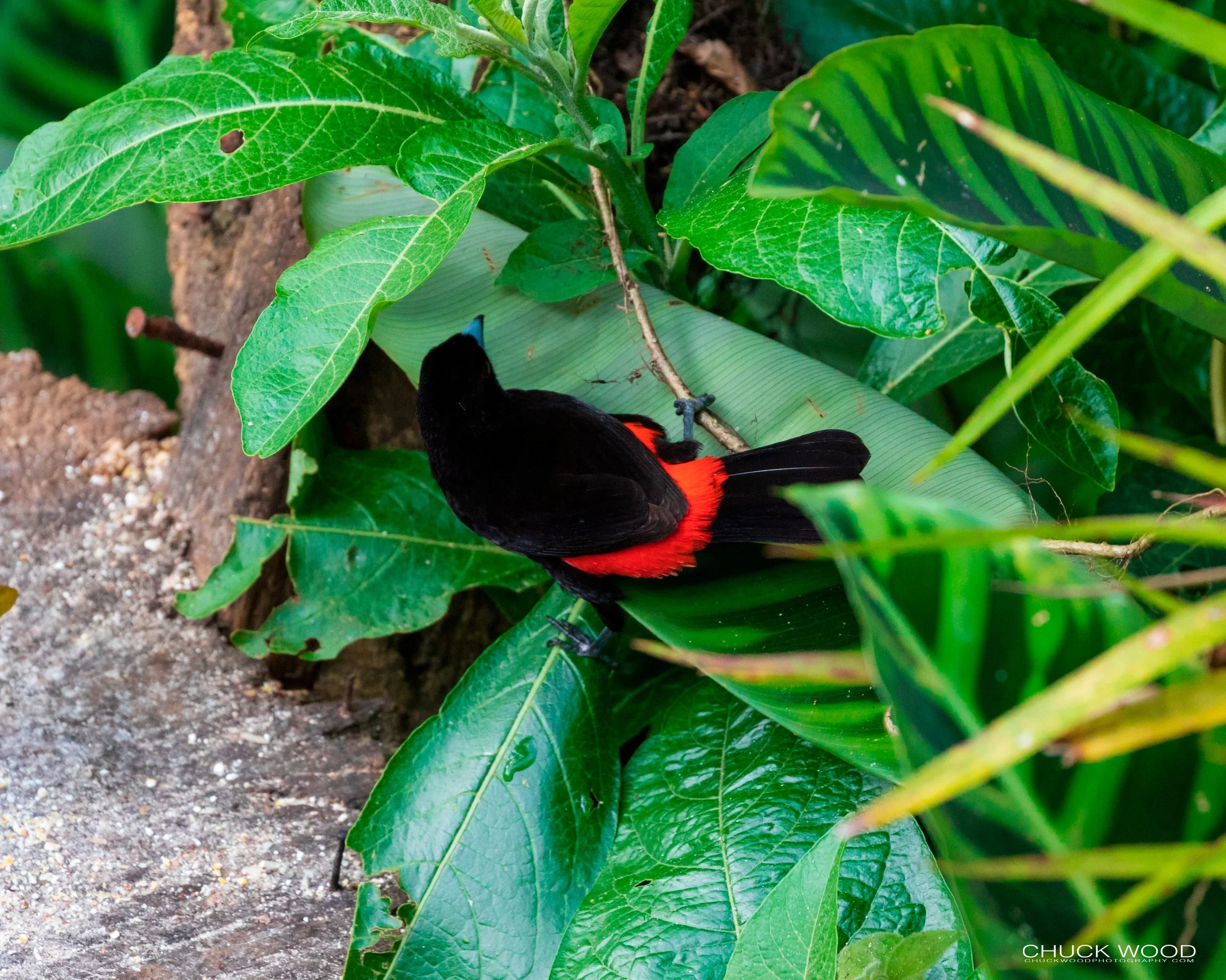 Rancho Naturalista, Costa Rica 2020 