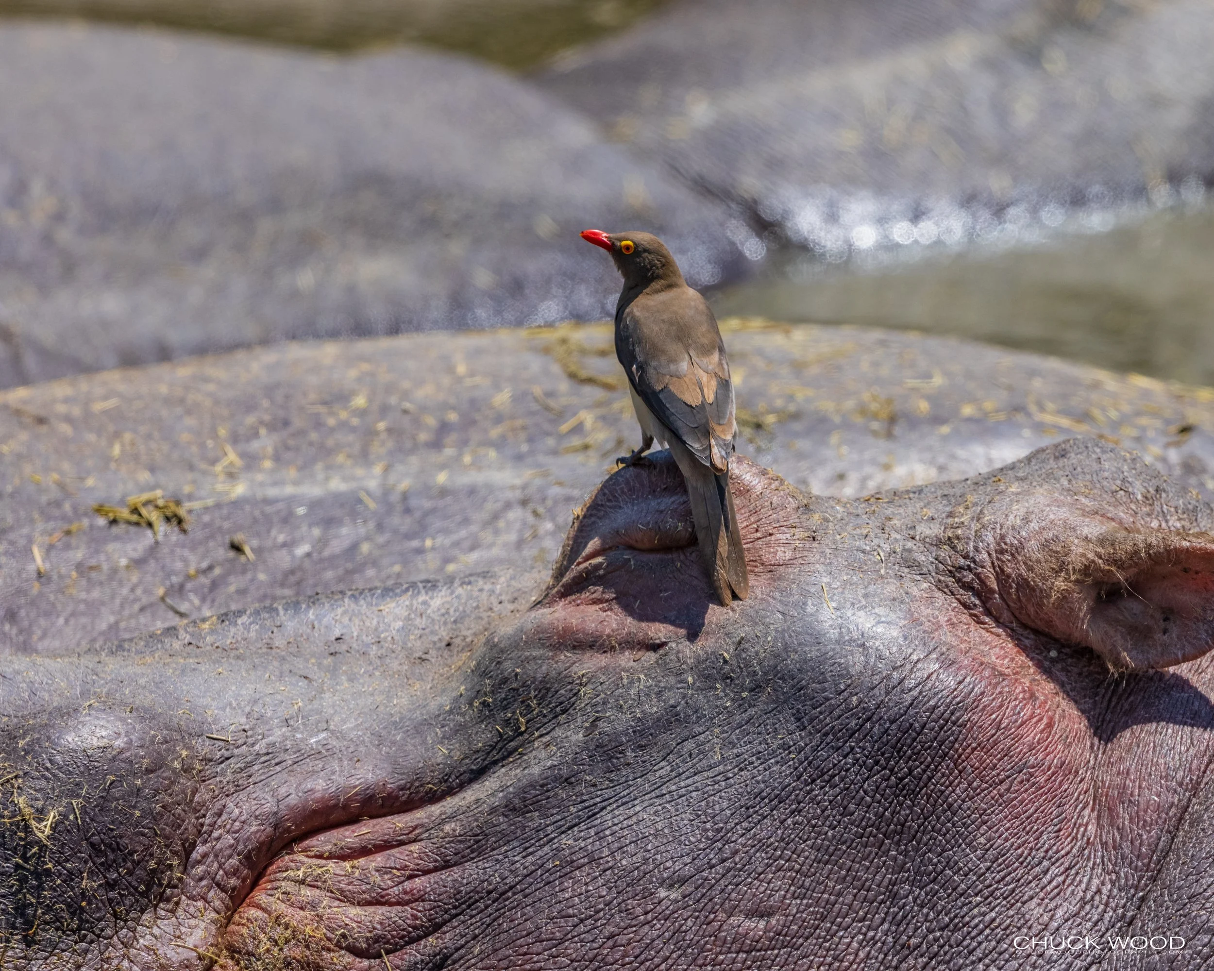  Serengeti, Tanzania 2021 