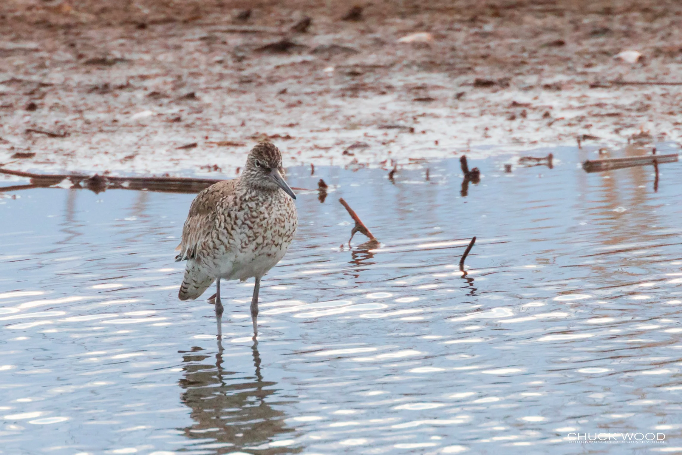   Forsythe NWR, NJ 2019 