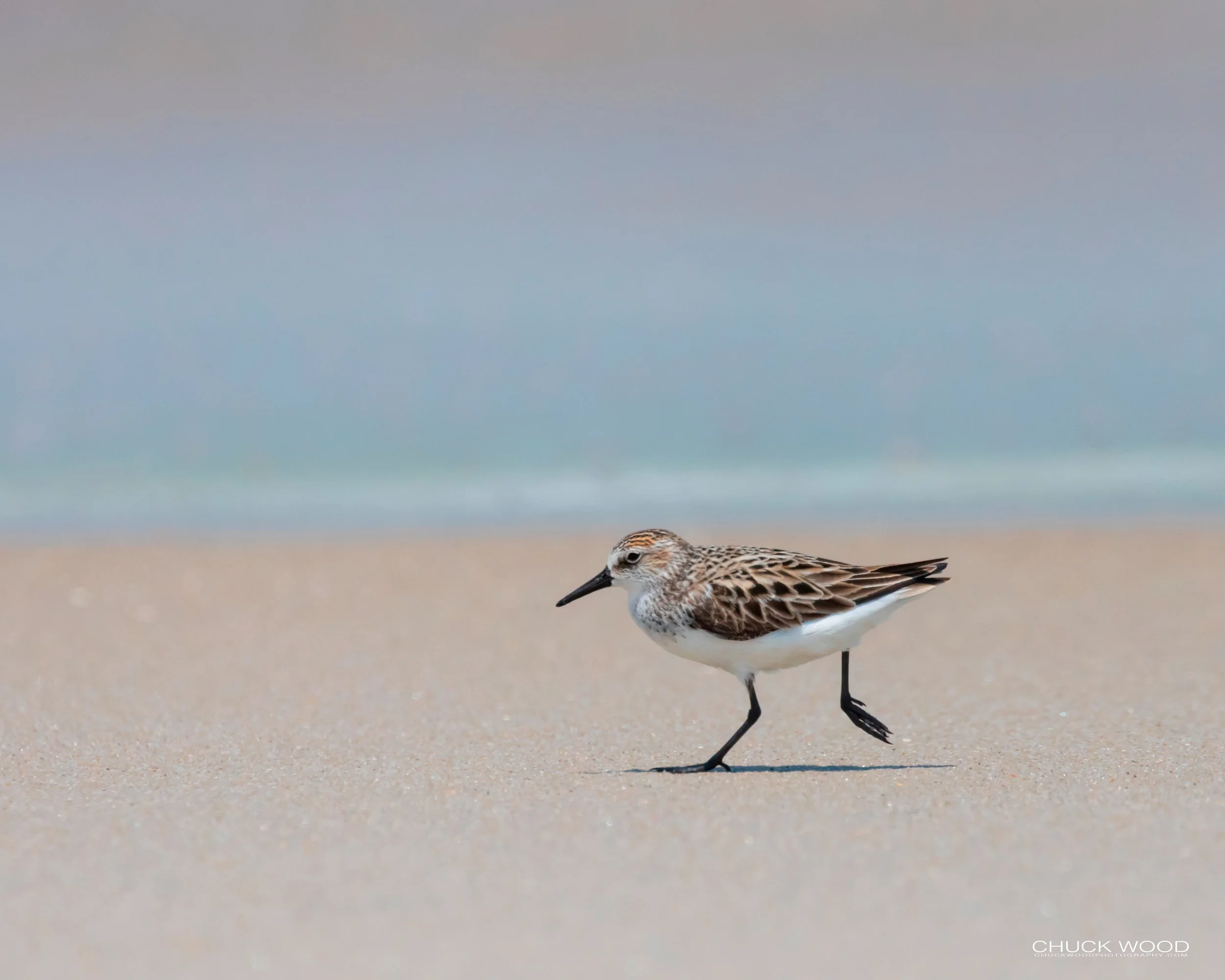  Pea Island NWR, NC 2019 