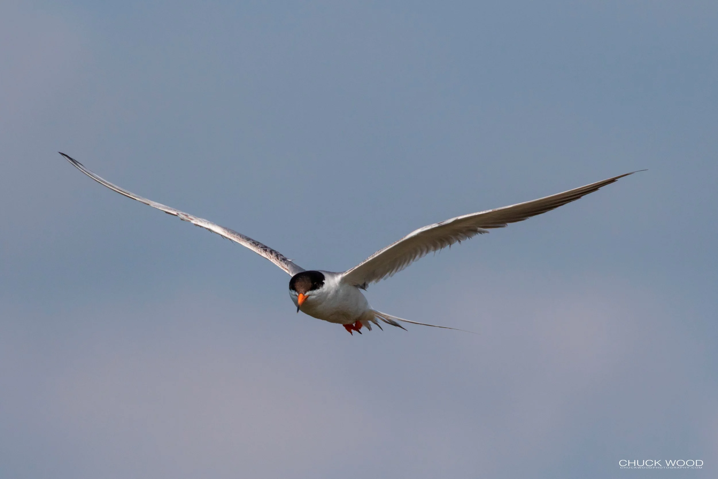  Forsythe NWR, NJ 2019 
